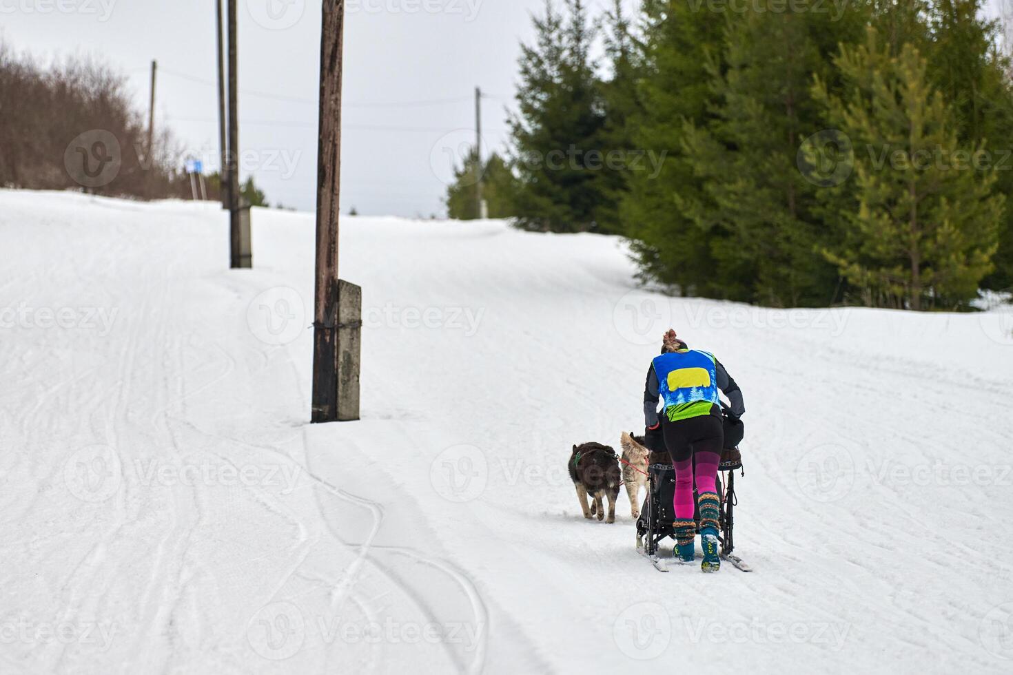 Husky sled dog racing photo