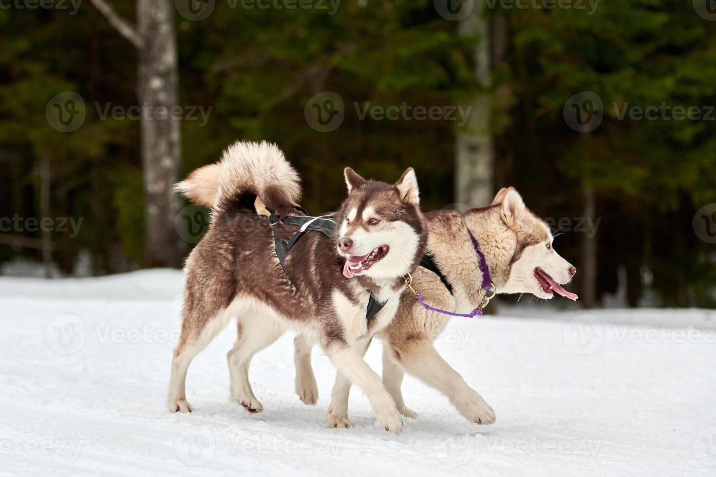 Husky sled dog racing photo