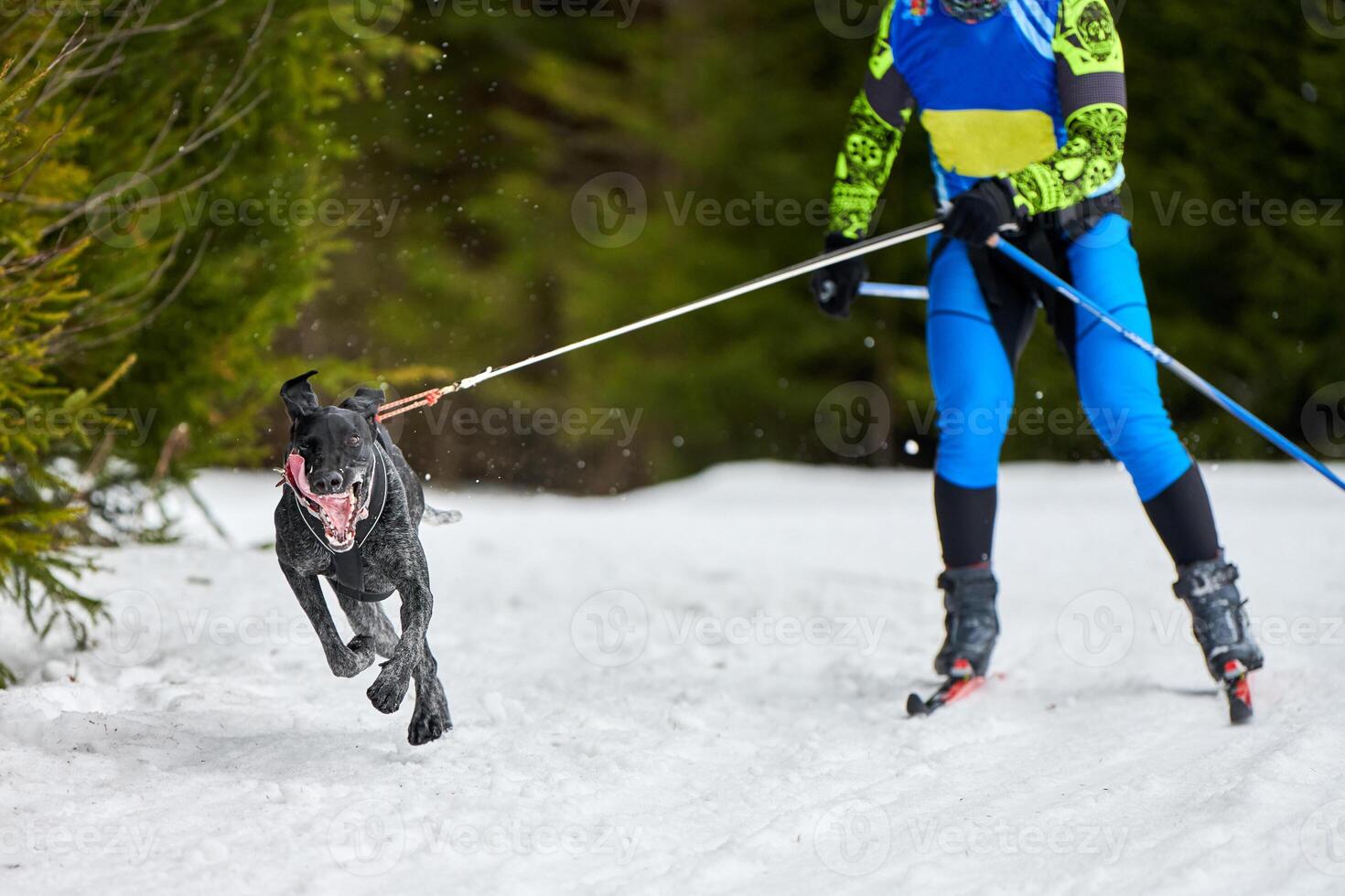 Skijoring dog sport racing photo