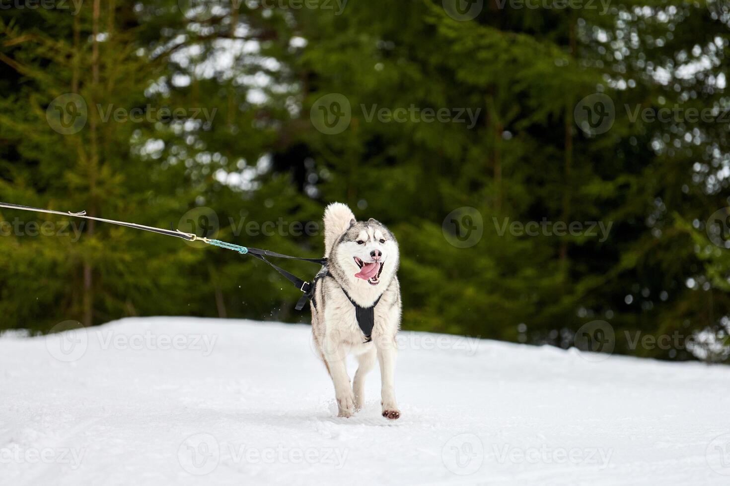 Running Husky dog on sled dog racing photo
