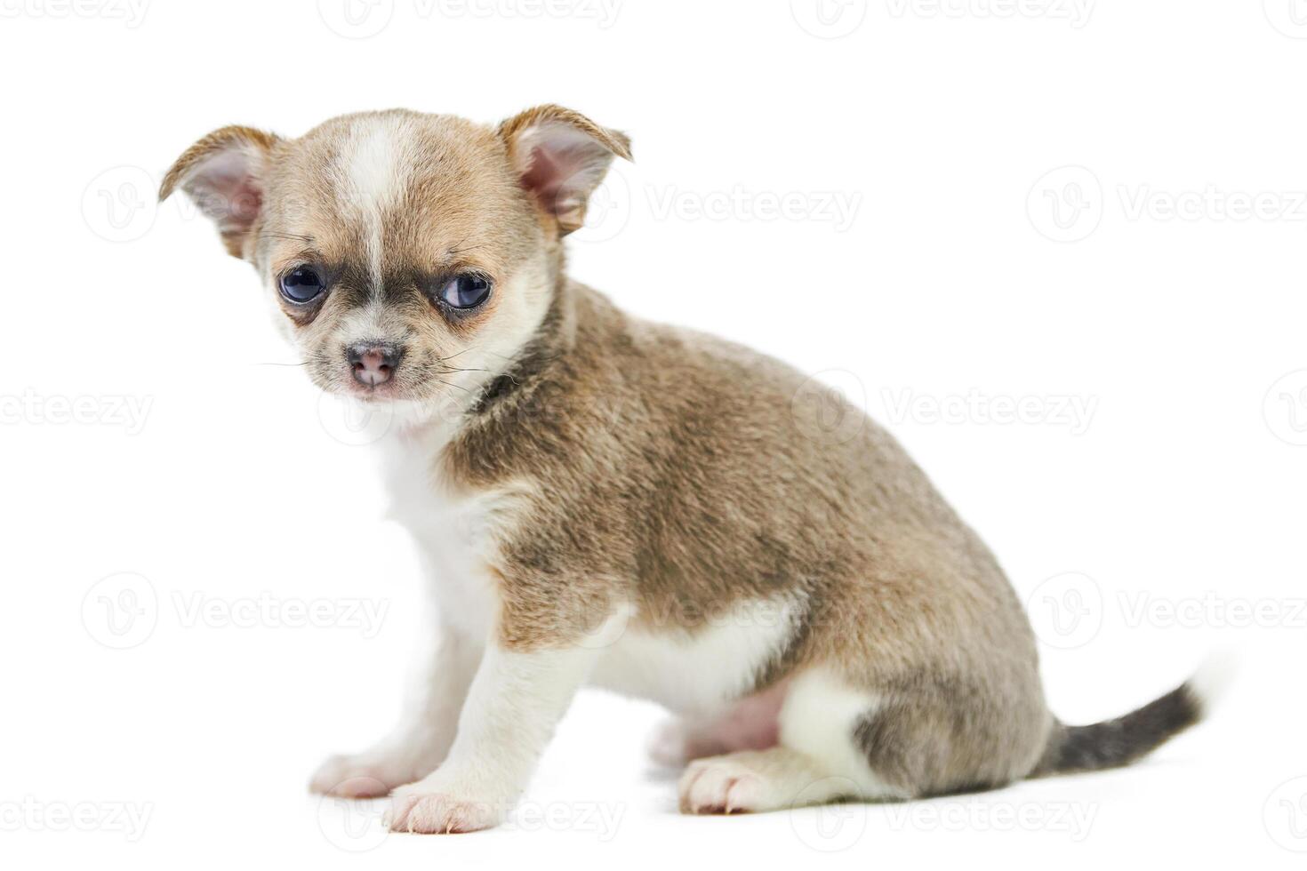 Chihuahua puppies, isolated photo