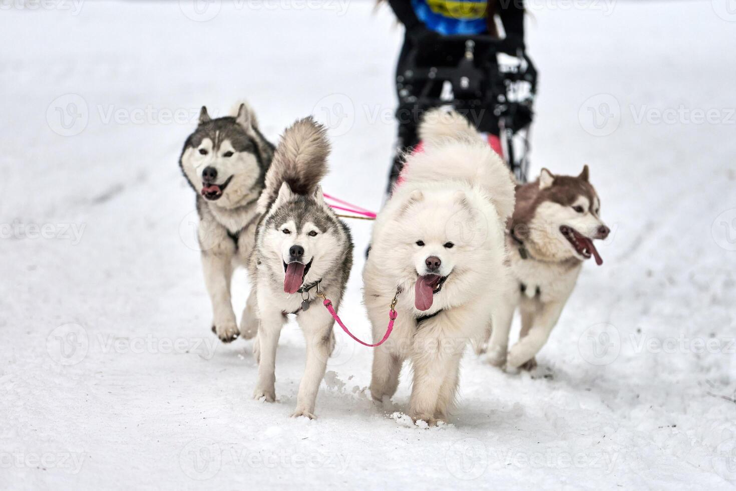 Husky sled dog racing photo