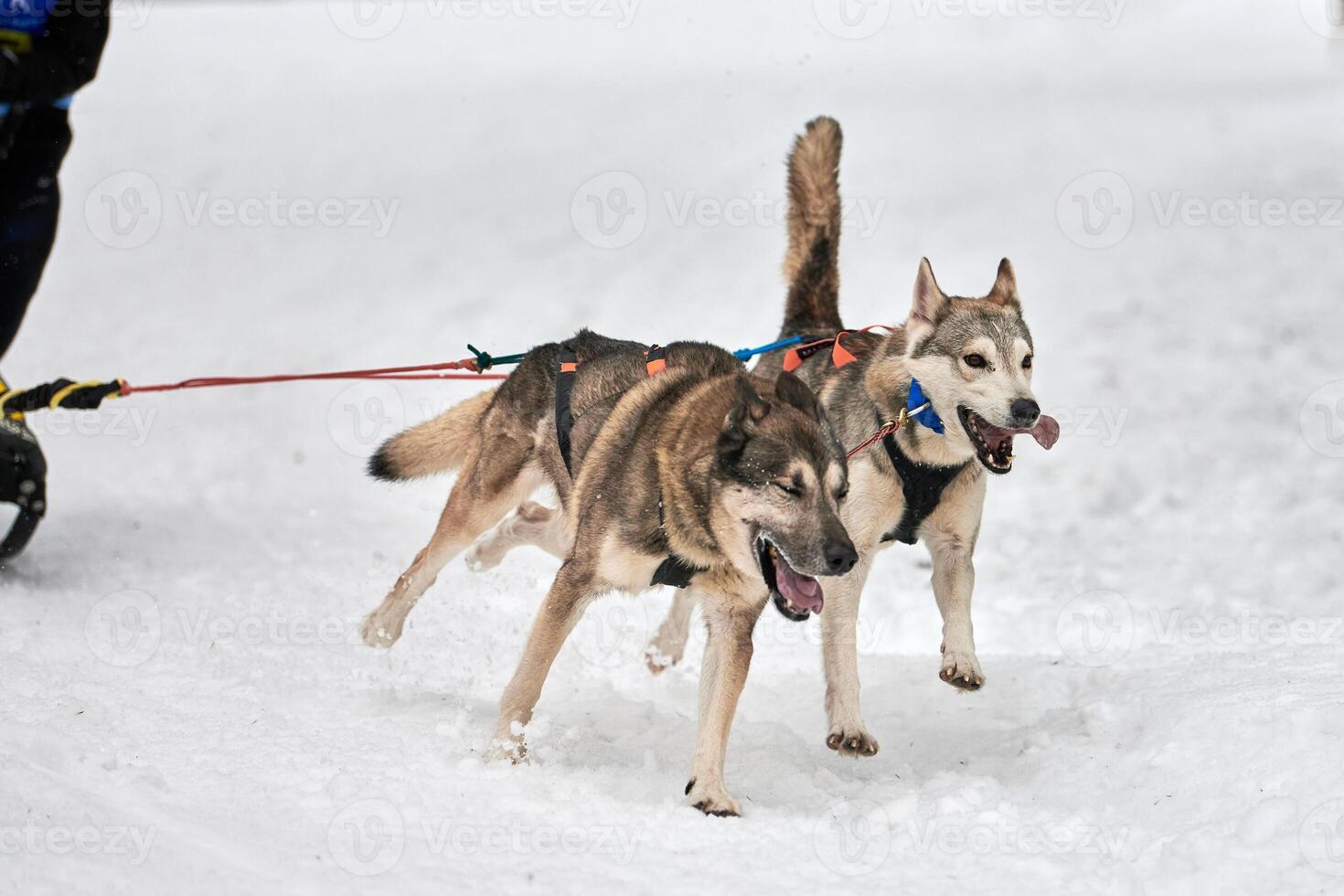 Husky sled dog racing photo