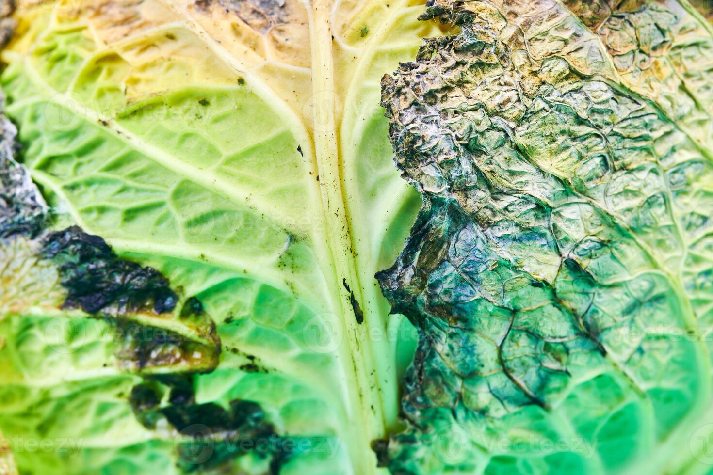Rotten cabbage, macro, close up. photo