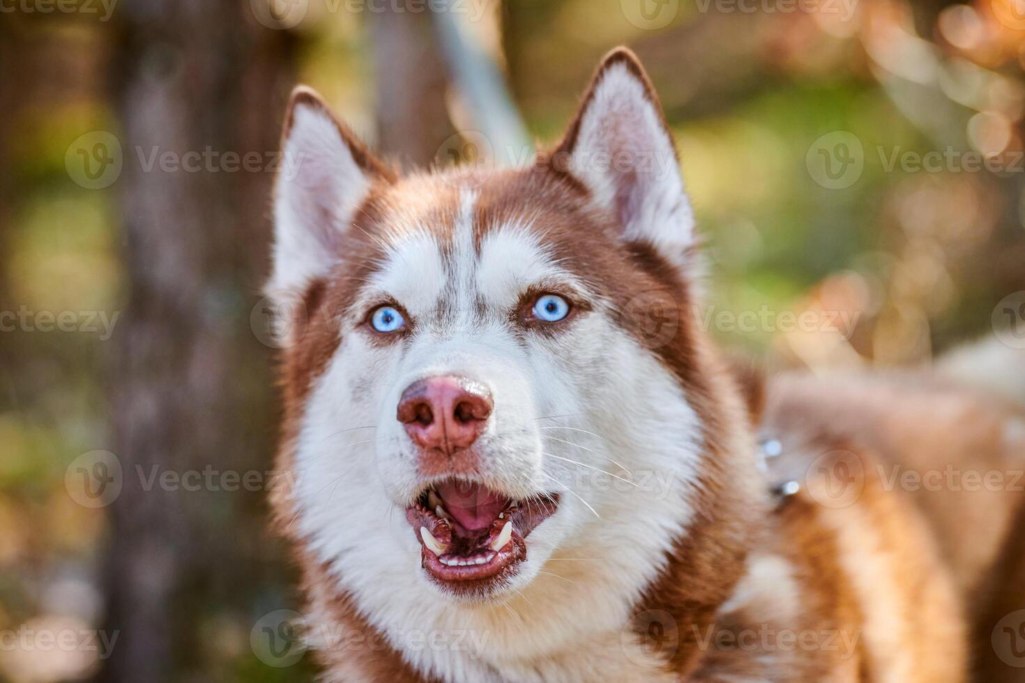 Siberian Husky dog portrait with blue eyes and red brown color, cute sled dog breed photo
