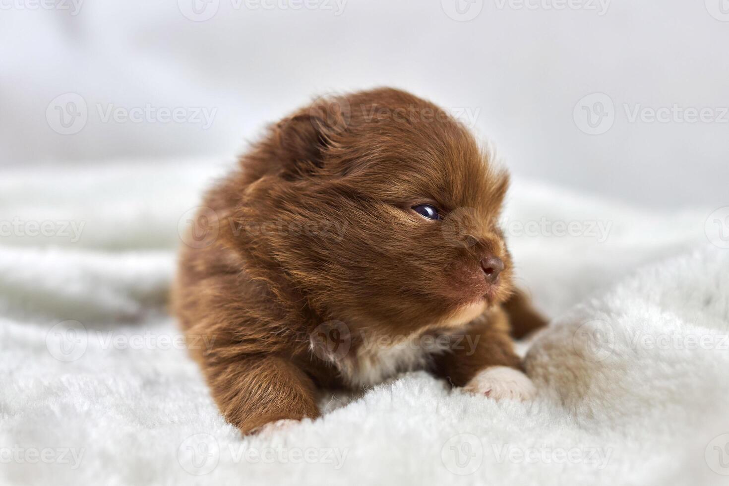 Little Chihuahua puppy sitting on soft white fabric, cute sleepy brown white dog breed on white photo