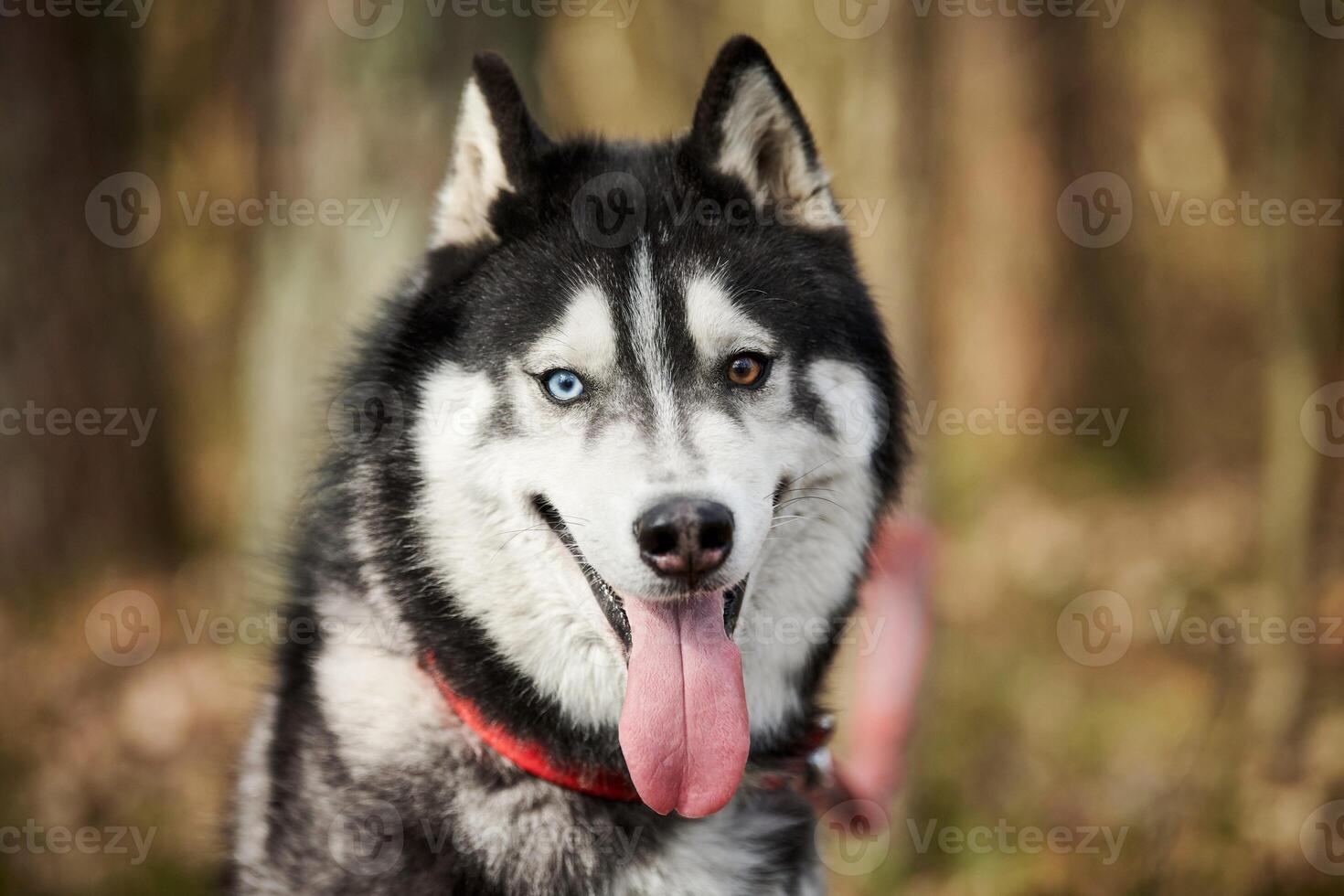 Siberian Husky dog portrait with blue eyes and gray coat color, cute sled dog breed photo