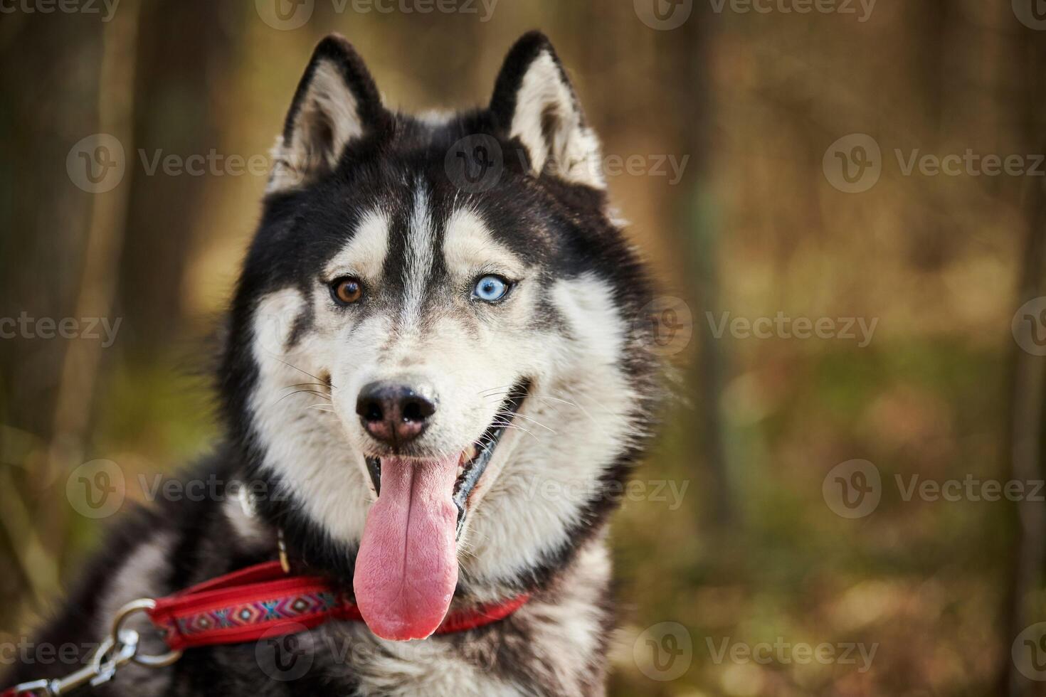 Siberian Husky dog portrait with blue eyes and gray coat color, cute sled dog breed photo