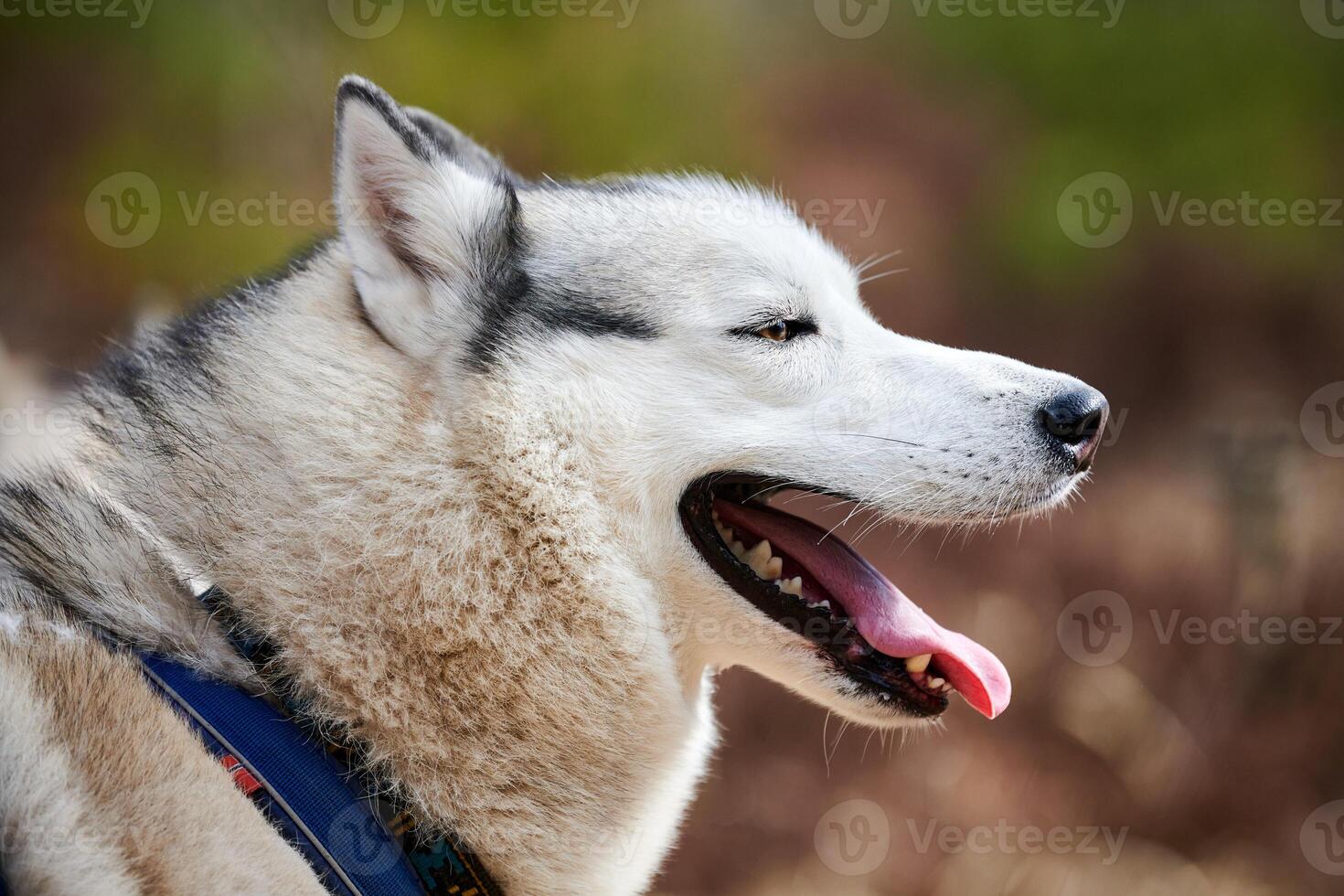 Siberian Husky dog profile portrait with black gray white coat color, cute sled dog breed photo