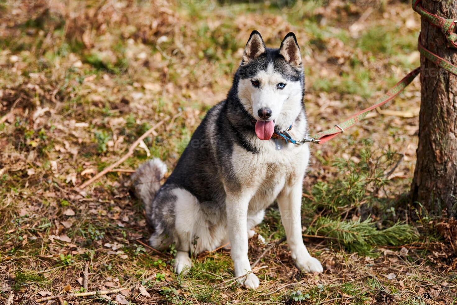 Siberian Husky dog sitting on forest grass, full size Husky dog portrait with blue eyes photo
