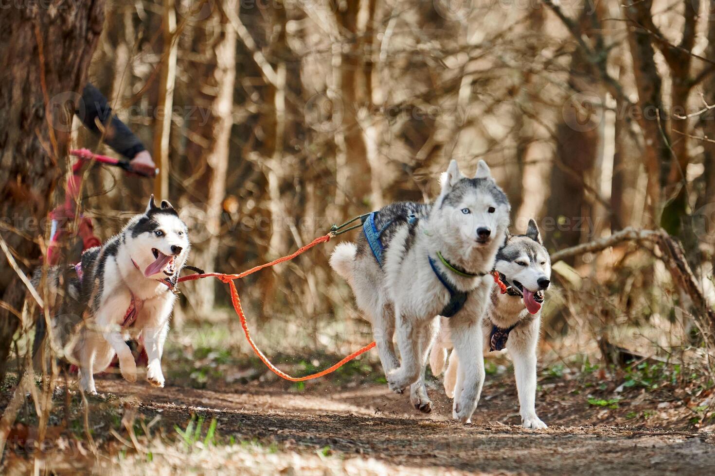 Running Siberian Husky sled dogs on autumn forest dry land, three Husky dogs outdoor mushing photo