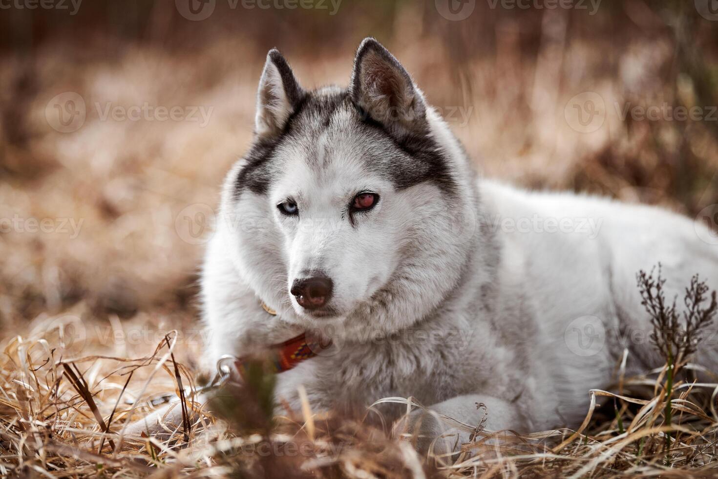 Siberian Husky dog with eye injury lying on dry grass, beautiful Husky with black white coat color photo
