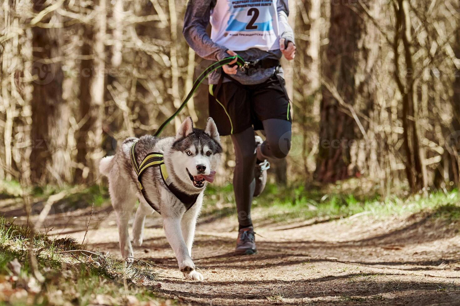 Running Siberian Husky sled dog in harness pulling man on autumn forest country road photo