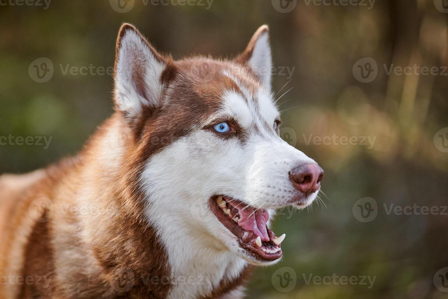 Siberian Husky dog profile portrait with blue eyes and brown white color, cute sled dog breed photo