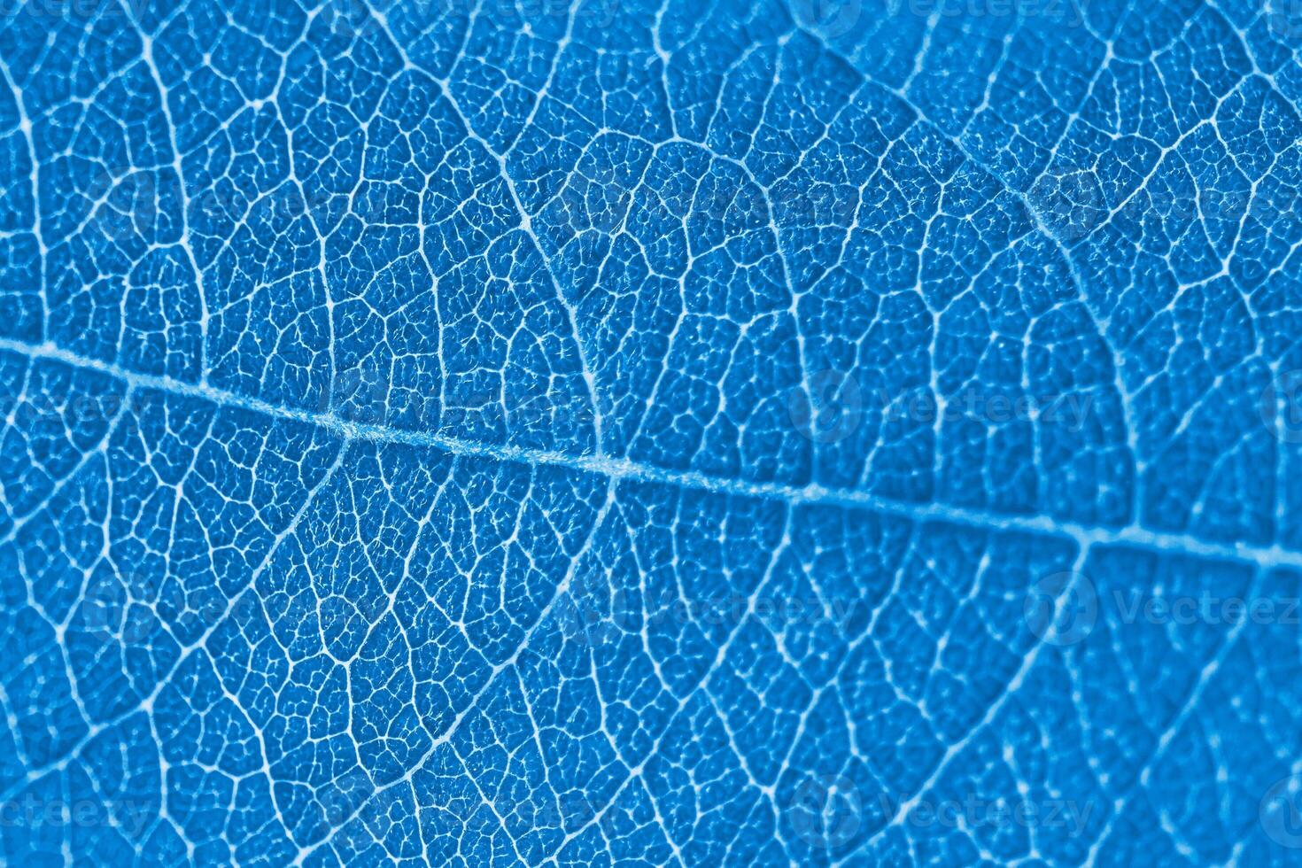 Macro leaf texture blue colorized with beautiful relief facture of plant, close up macro photo
