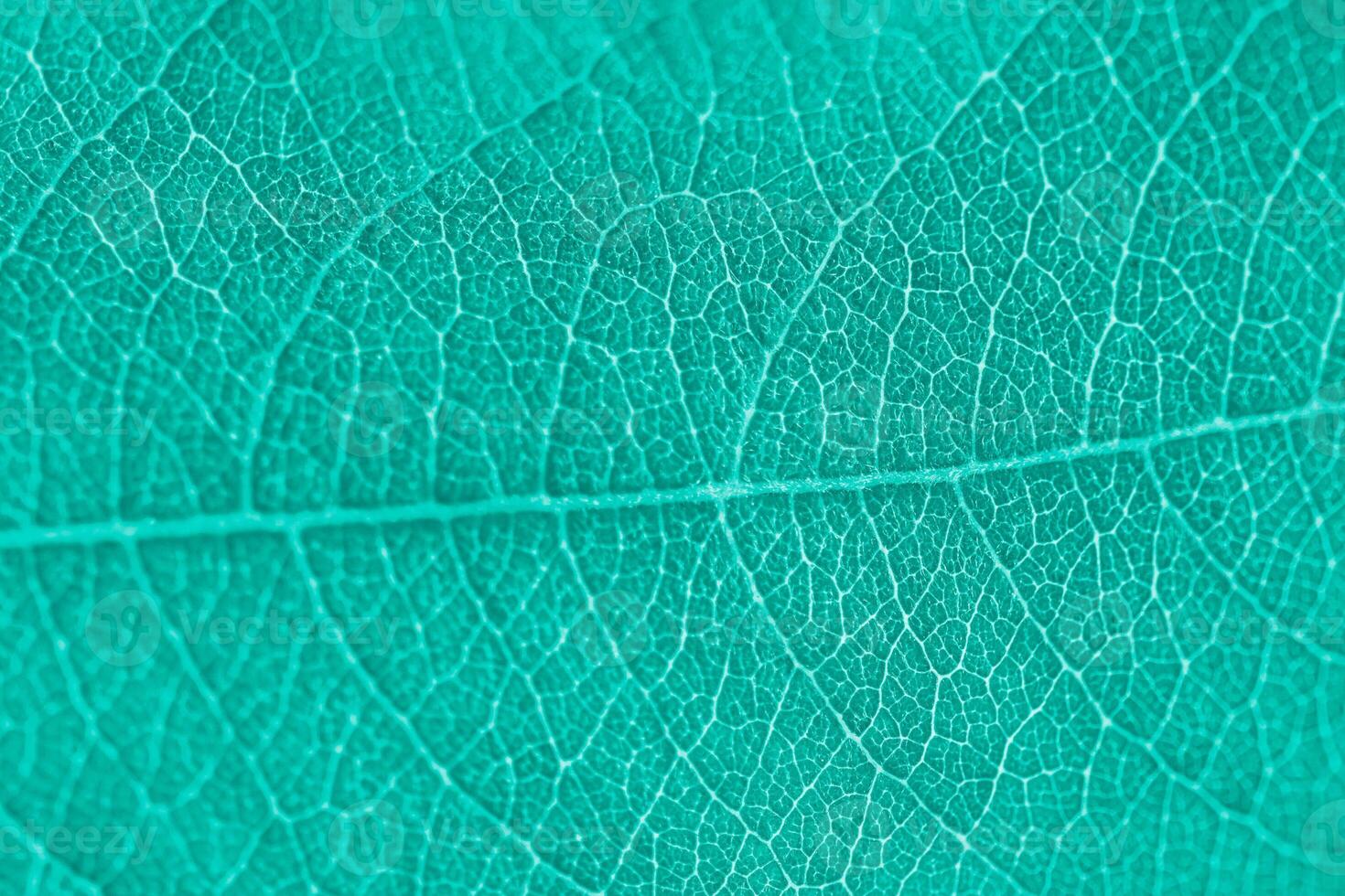 Macro leaf texture turquoise colorized with beautiful relief facture of plant, close up macro photo