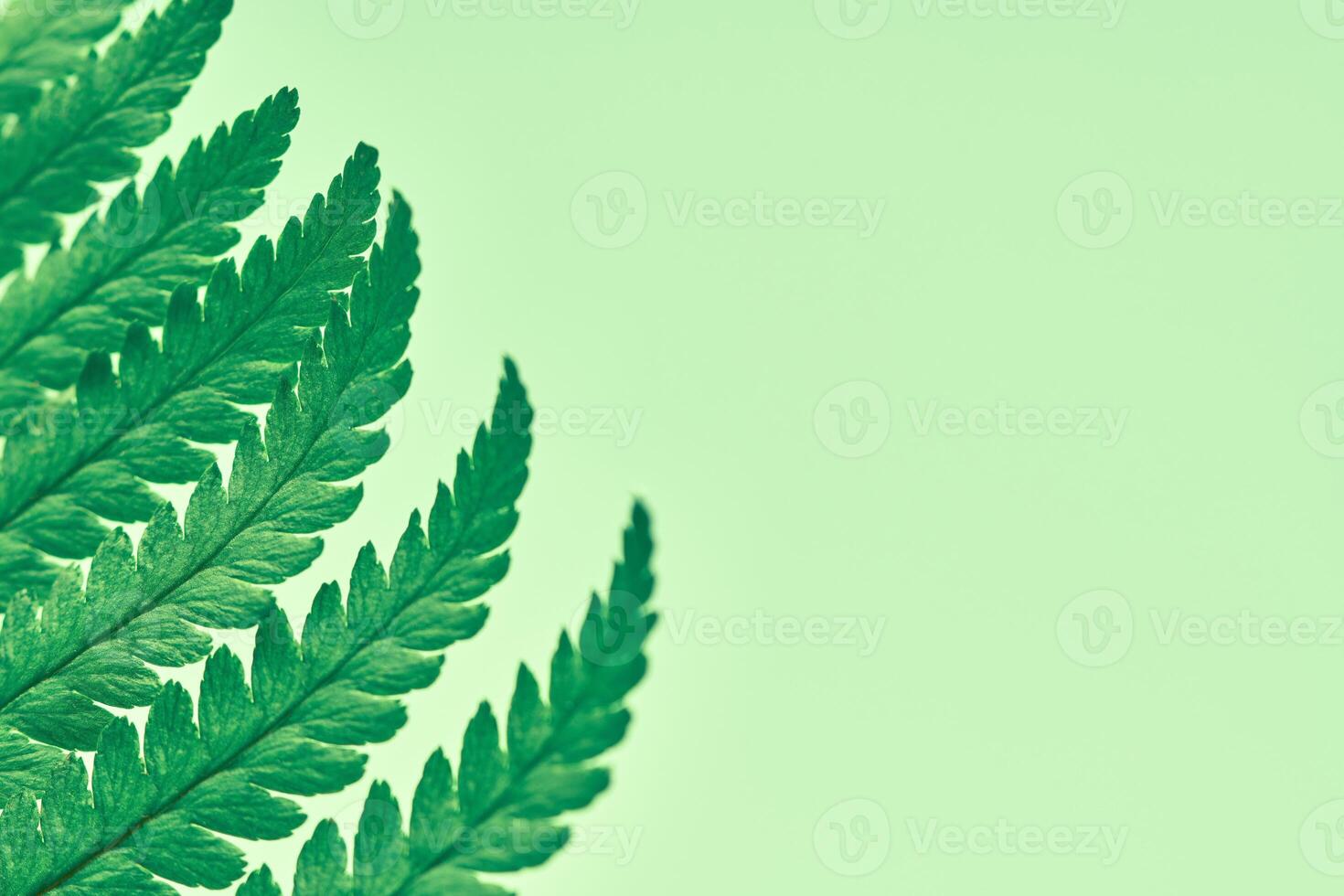 Green fern leaves on green background with right copy space, Polypodiopsida tropical plant photo