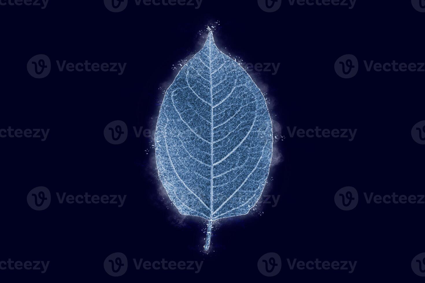 One frozen icy reynoutria tree leaf isolated on dark blue background, blue ice covered leaf effect photo