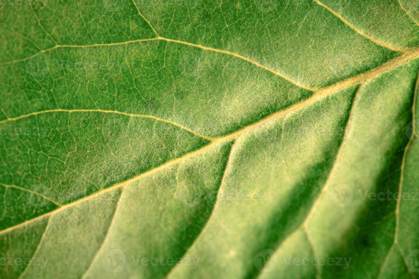 Macro green leaf texture with beautiful relief facture of plant, close up macro photo of pure nature