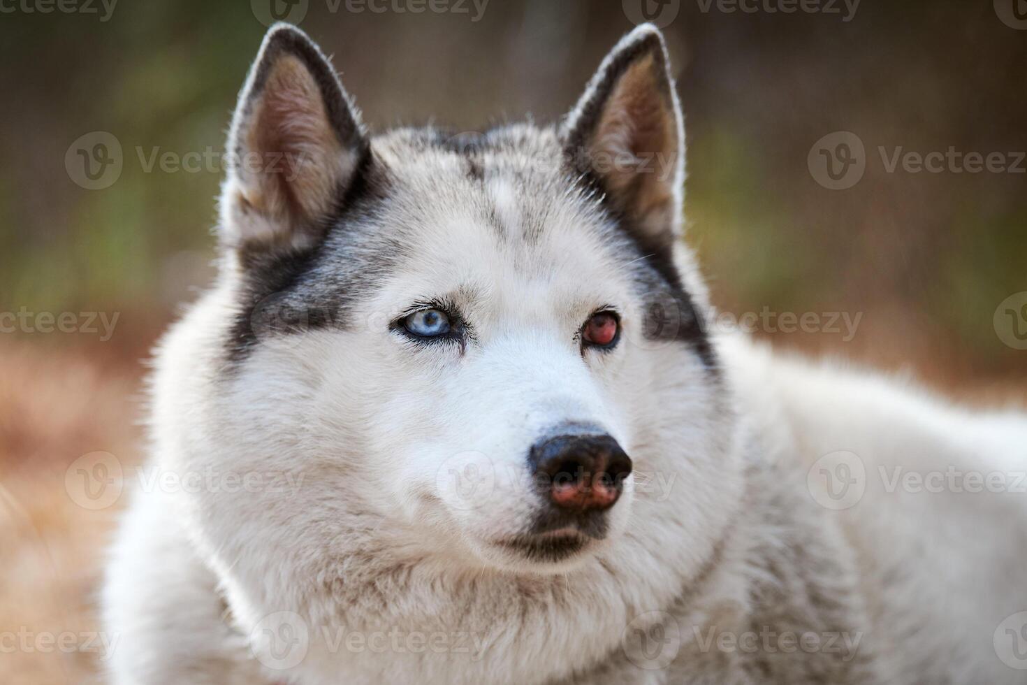 Siberian Husky dog with eye injury close up portrait beautiful Husky dog with black white coat color photo