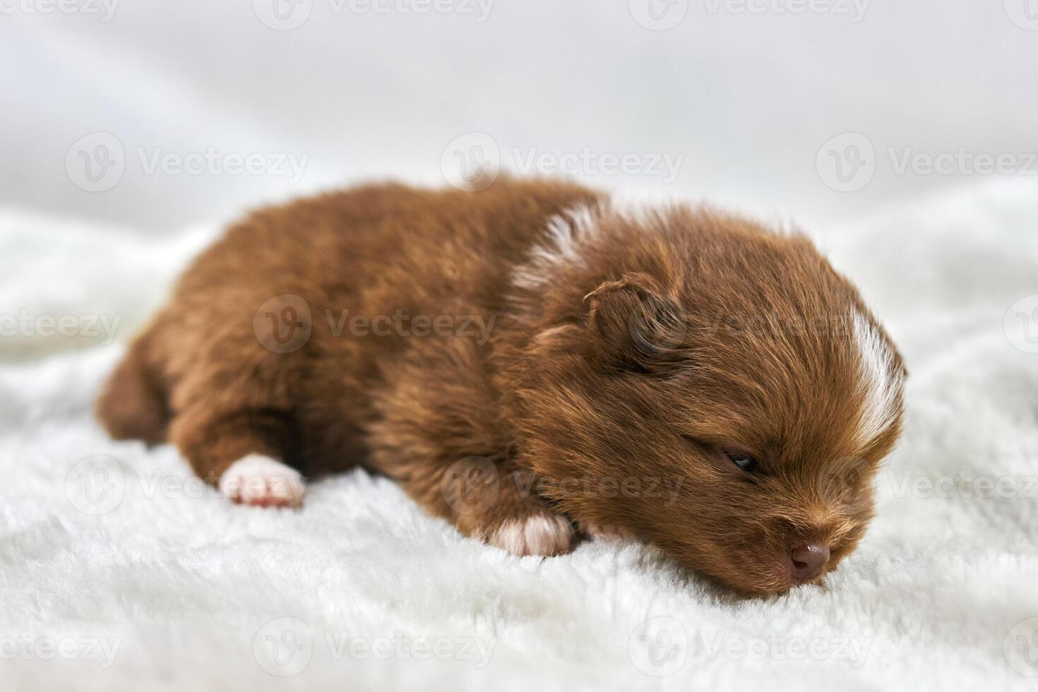 Little Chihuahua puppy sleeping on soft white fabric, cute sleepy brown white dog breed on white photo