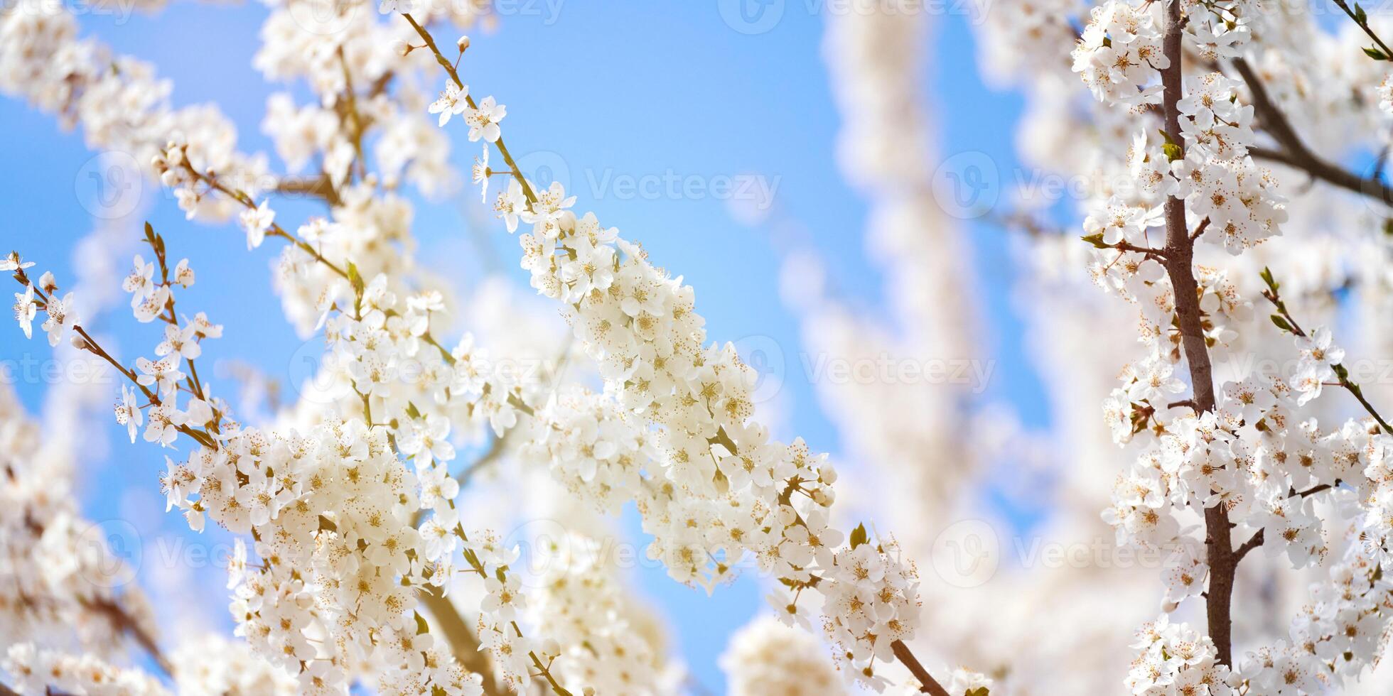 White plum blossom on blue sky background, beautiful white flowers of prunus tree in city garden photo
