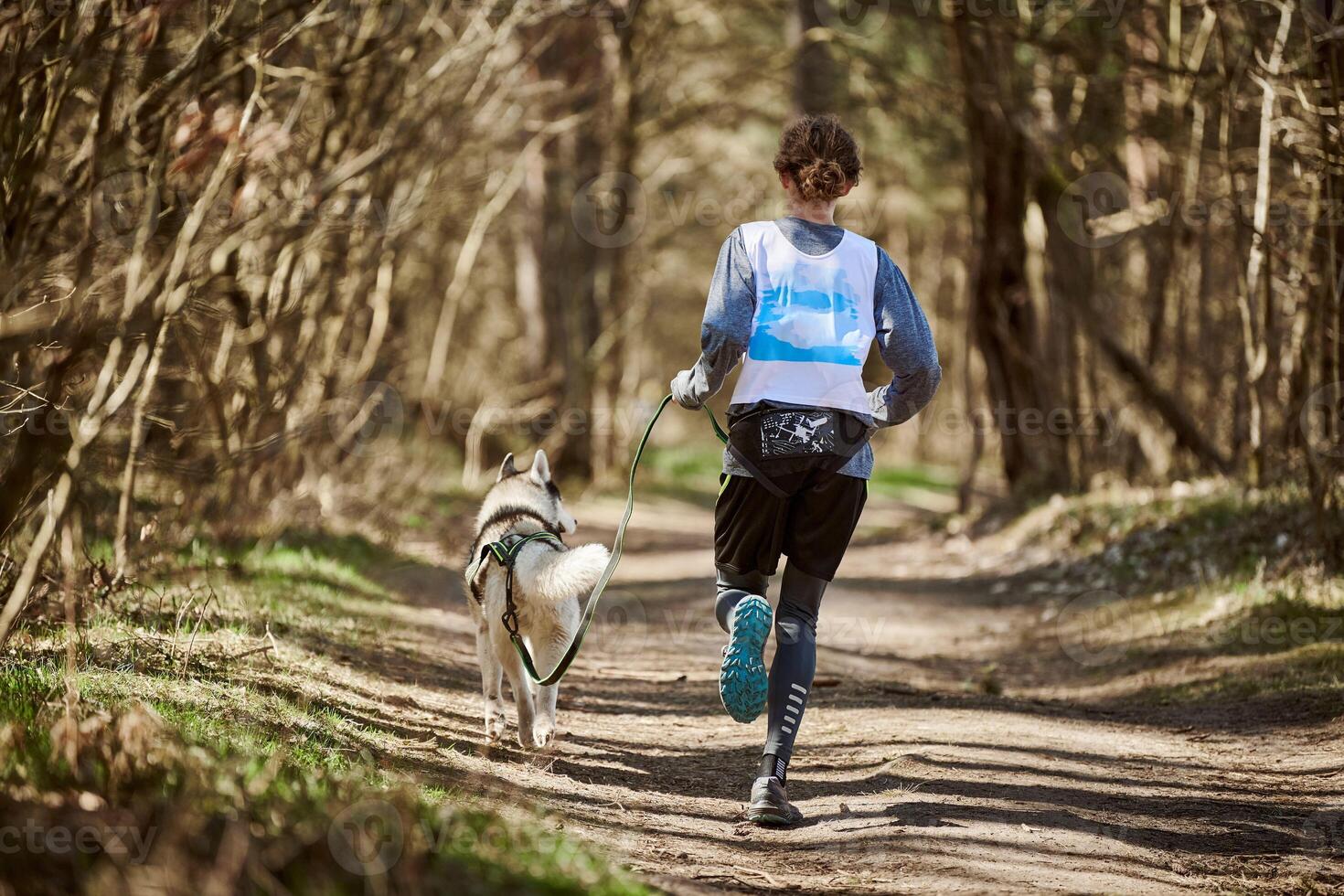 Back view to running Siberian Husky sled dog in harness pulling man on autumn forest country road photo