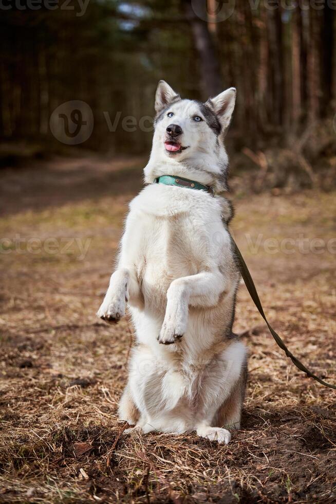 Siberian Husky dog standing on hind legs on dry grass field, funny Husky dog gray black coat color photo
