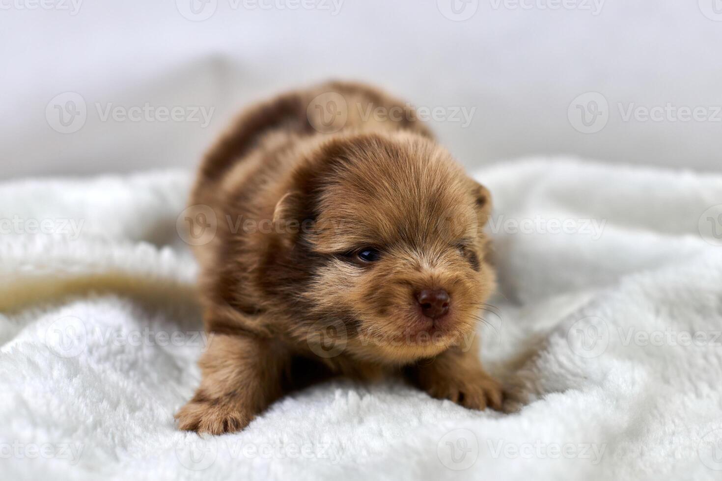 Little Chihuahua puppy on soft white fabric, cute brown dog breed with big eyes on white background photo