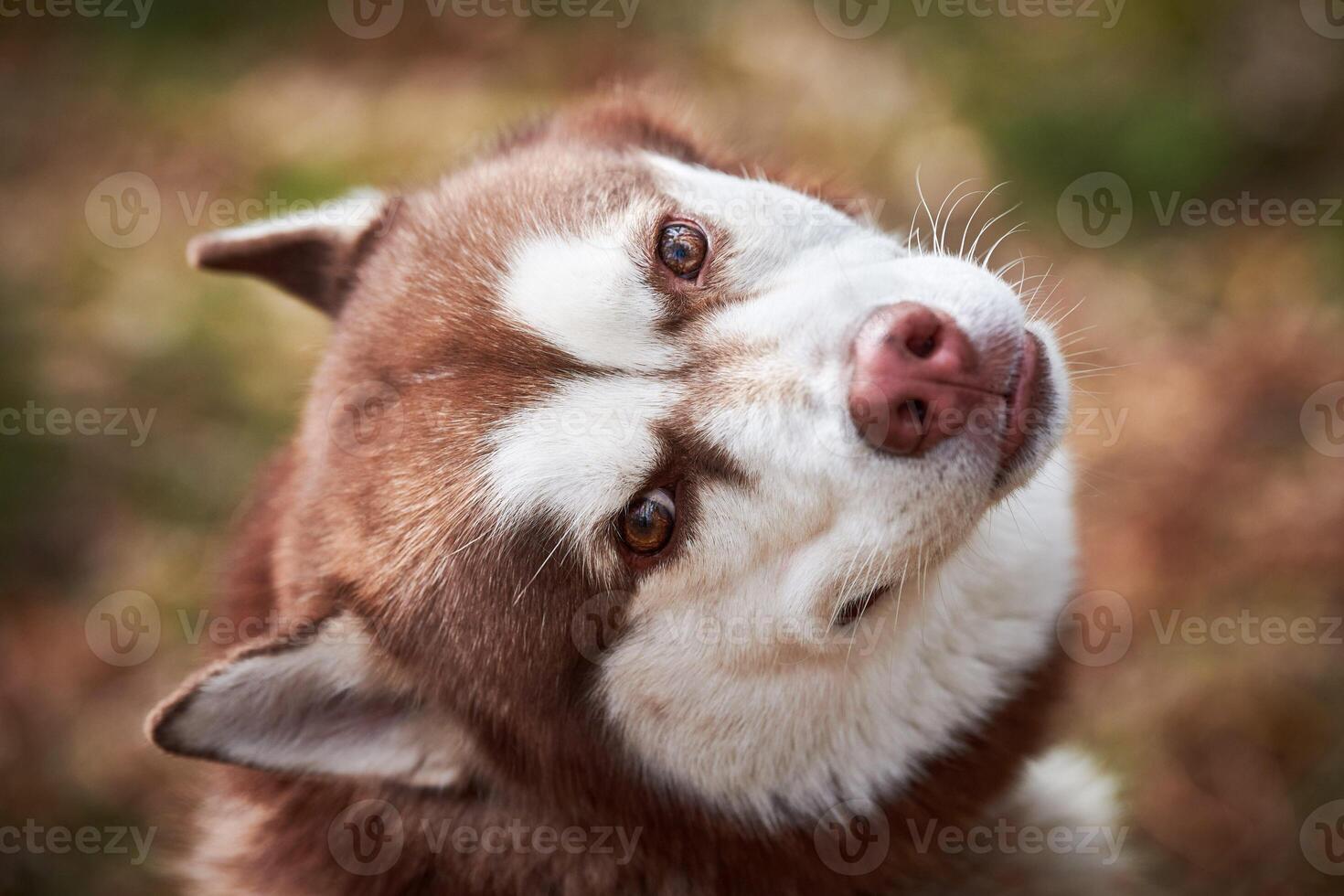 Siberian Husky dog portrait with brown eyes and red brown color, cute sled dog breed photo