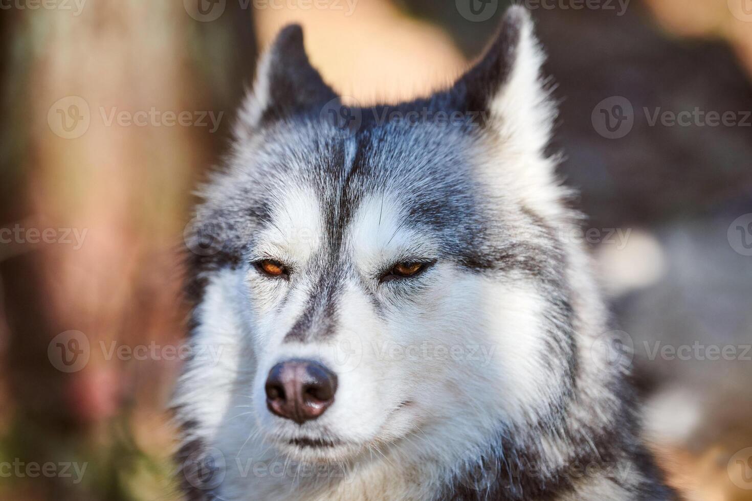 Siberian Husky dog portrait with brown eyes and gray coat color, cute sled dog breed photo