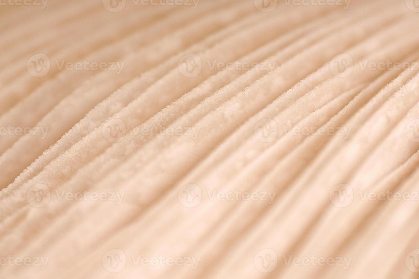 Agaric mushroom gills under cap macro close up photo, depth of field photography photo