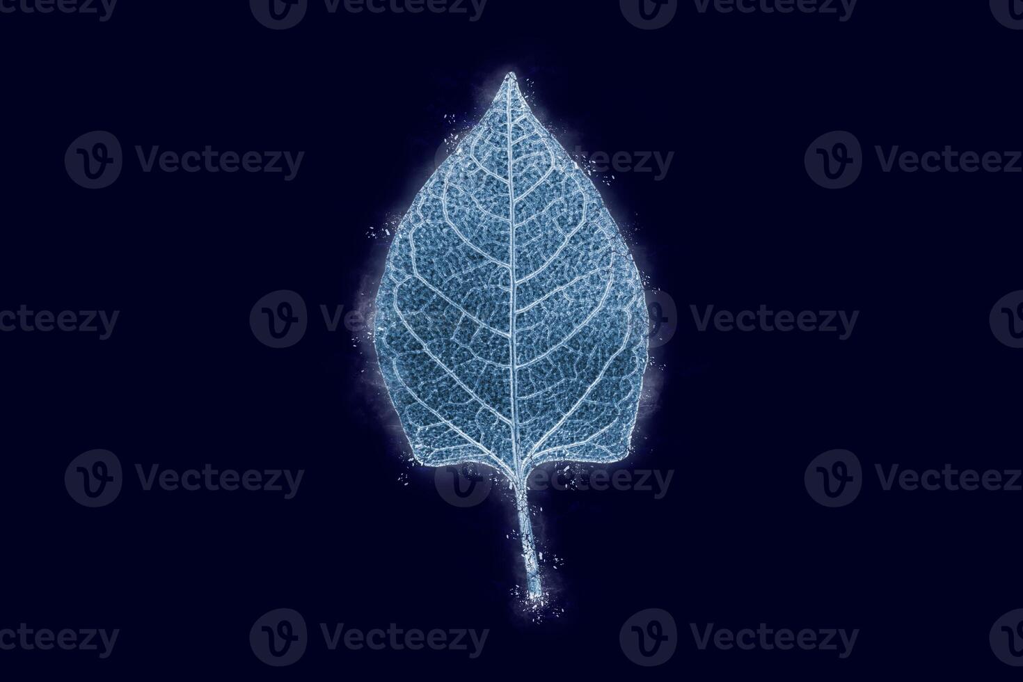 One frozen icy reynoutria tree leaf isolated on dark blue background, blue ice covered leaf effect photo