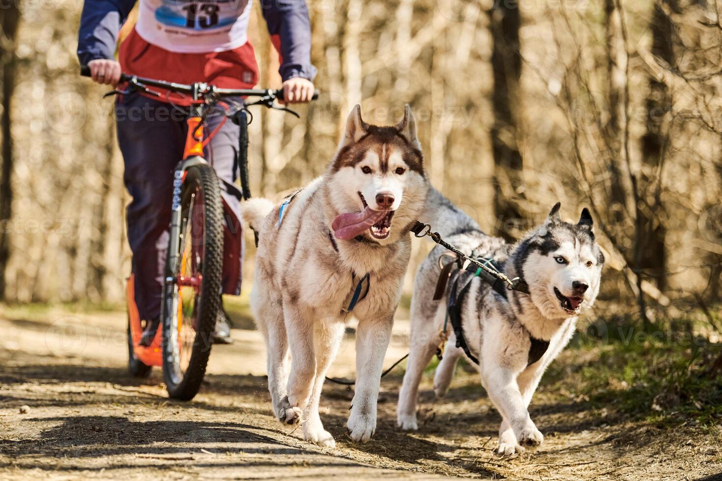 Running Siberian Husky sled dogs in harness pulling scooter on autumn forest dry land scootering photo