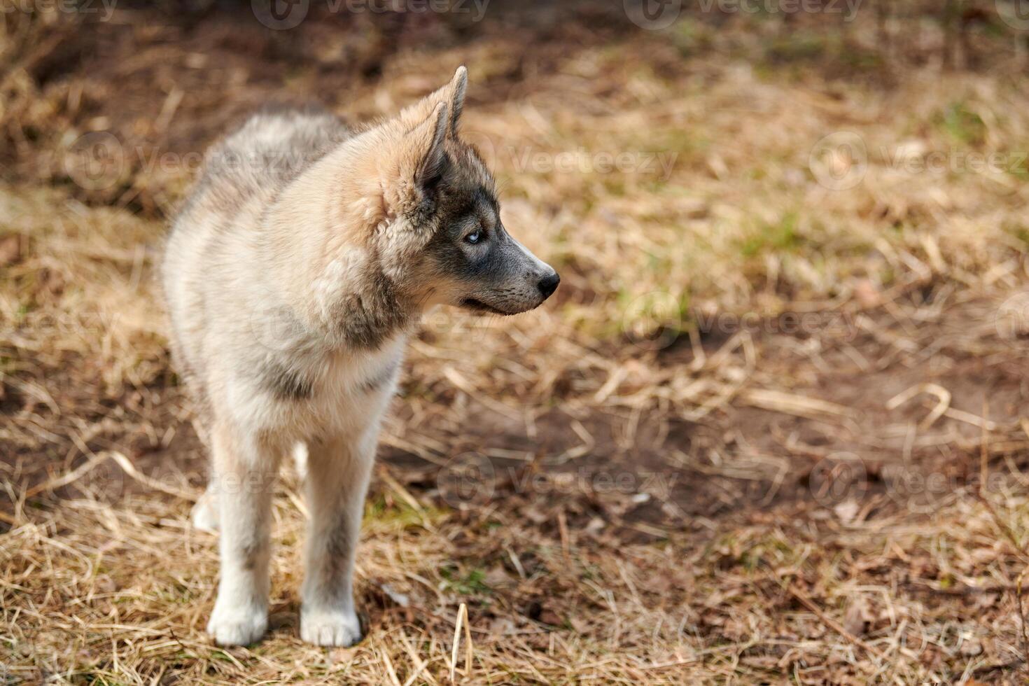 Little Siberian Husky puppy stands on dry grass, full size Husky dog puppy portrait photo