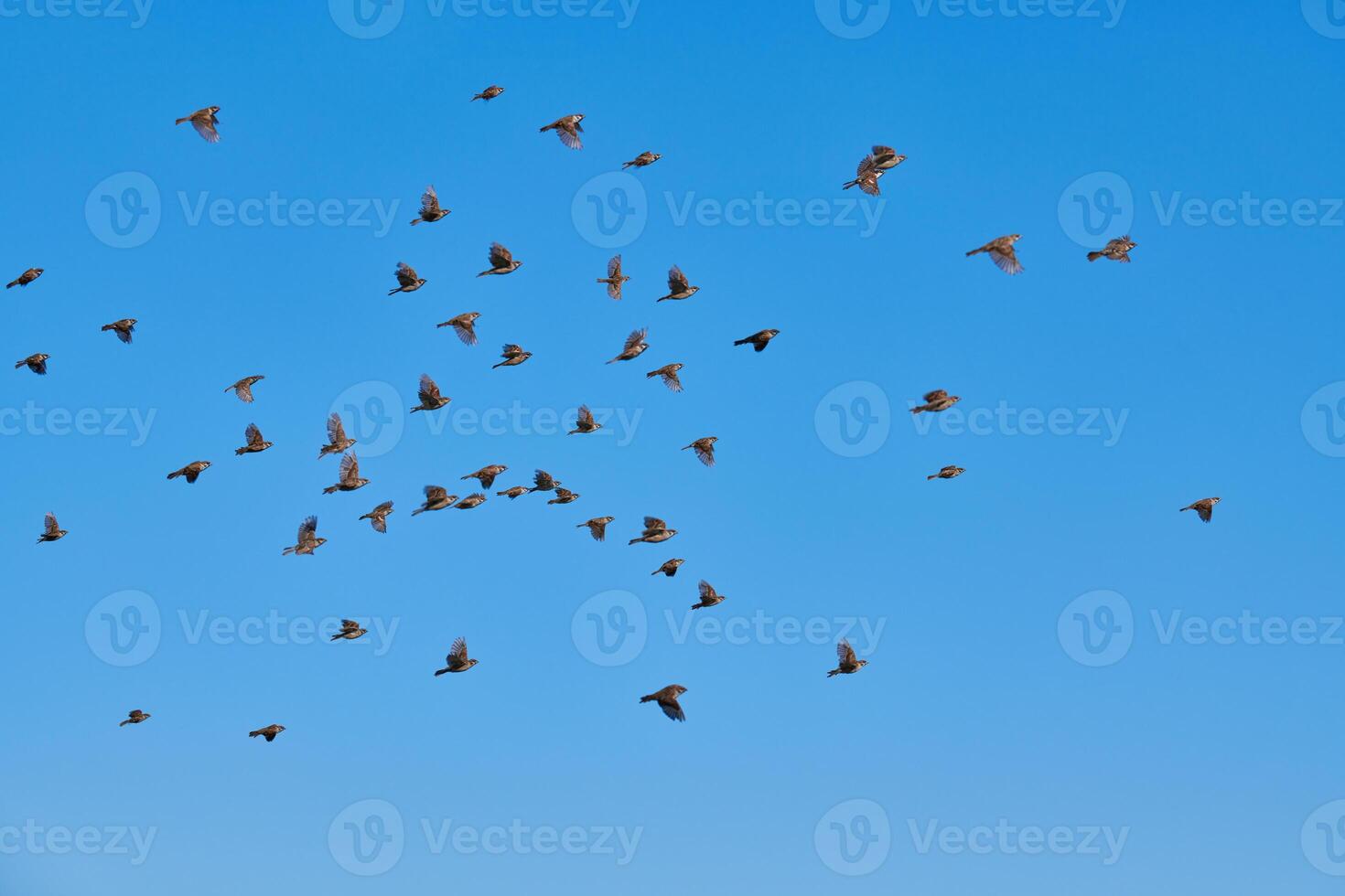 Sparrows flock flies in blue sky photo
