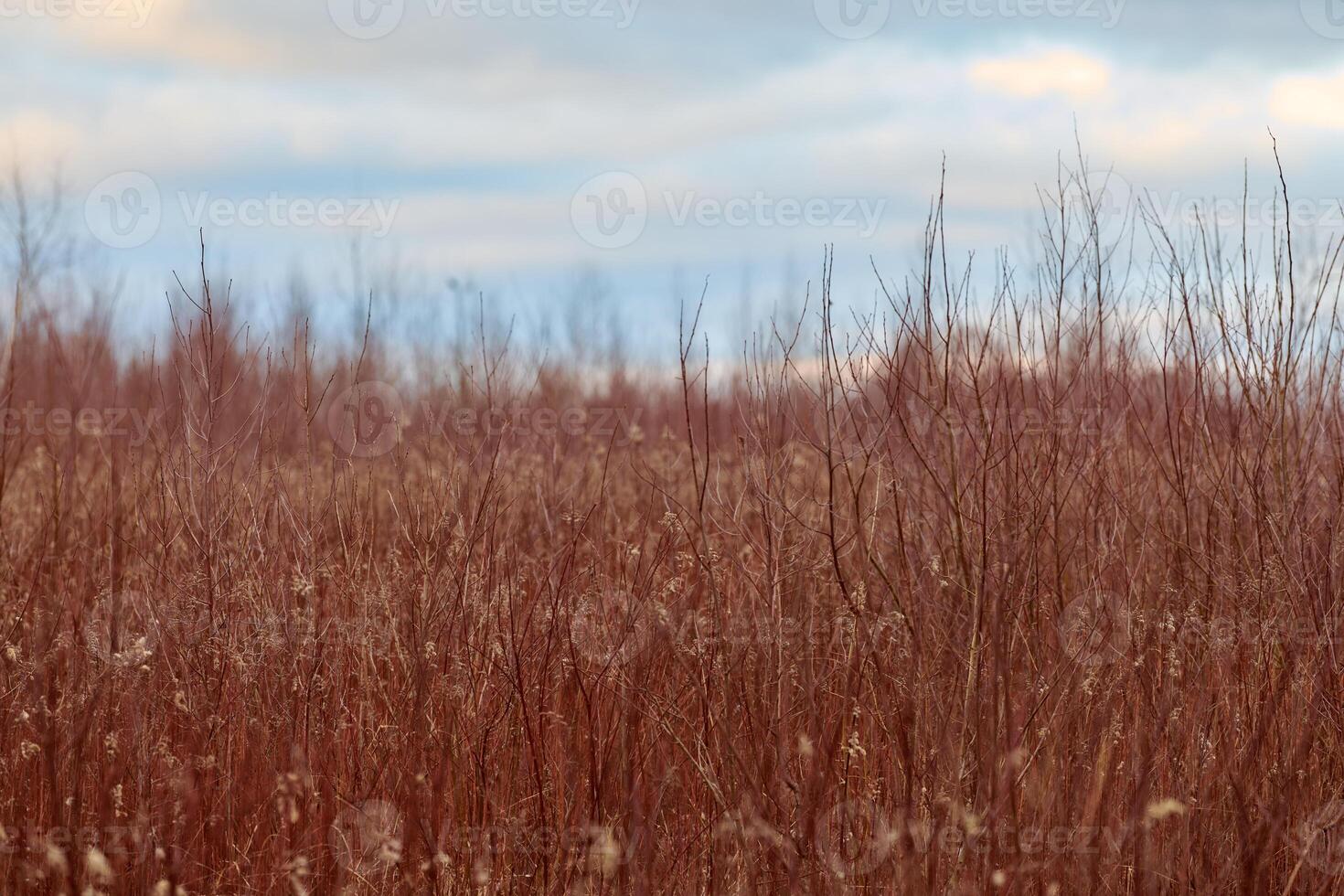 Field of plants with red stems and white flowers, rural photo