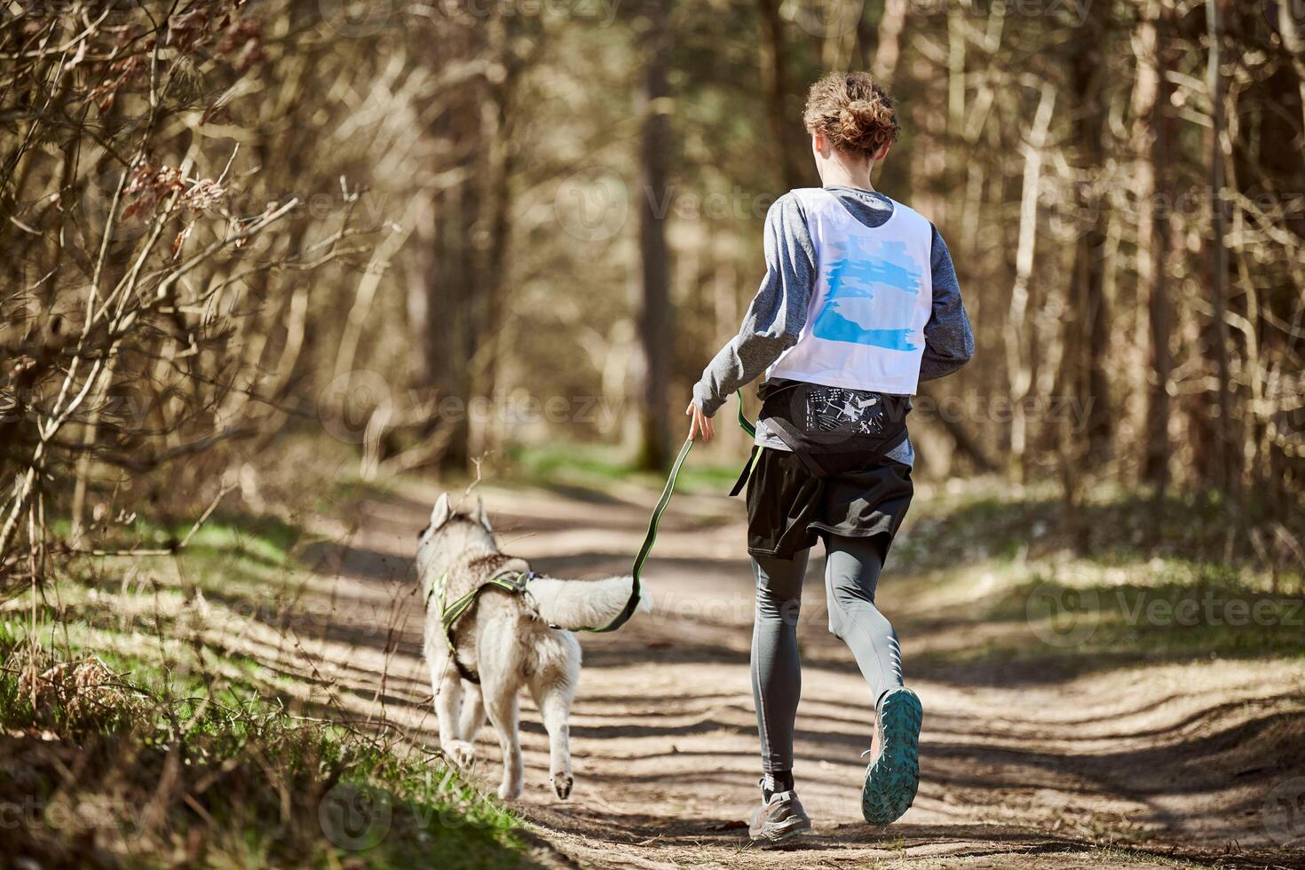 Back view to running Siberian Husky sled dog in harness pulling man on autumn forest country road photo