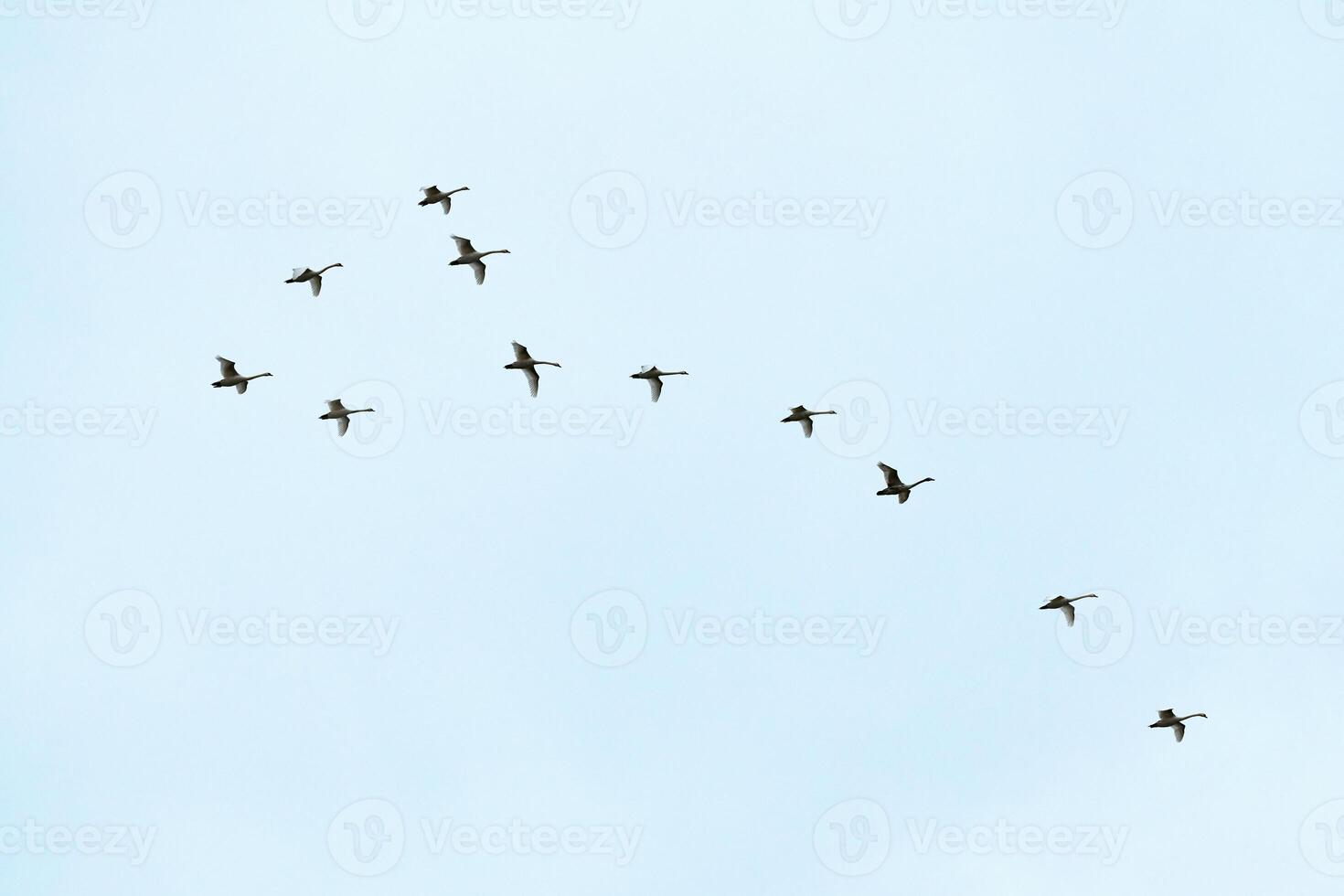 Flock of birds, swans flying in blue sky in V-formation photo