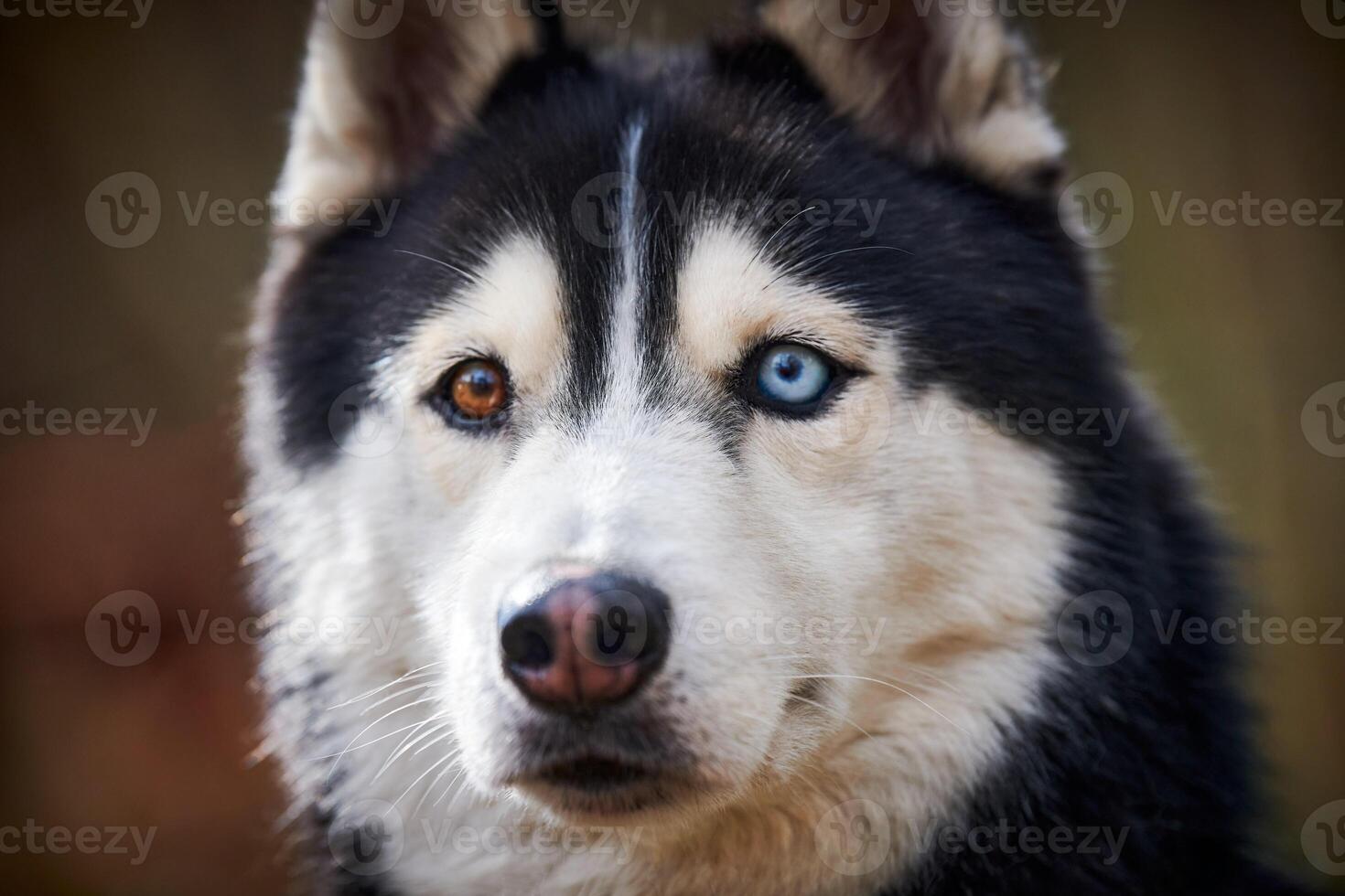 Siberian Husky dog portrait with blue eyes and gray coat color, cute sled dog breed photo