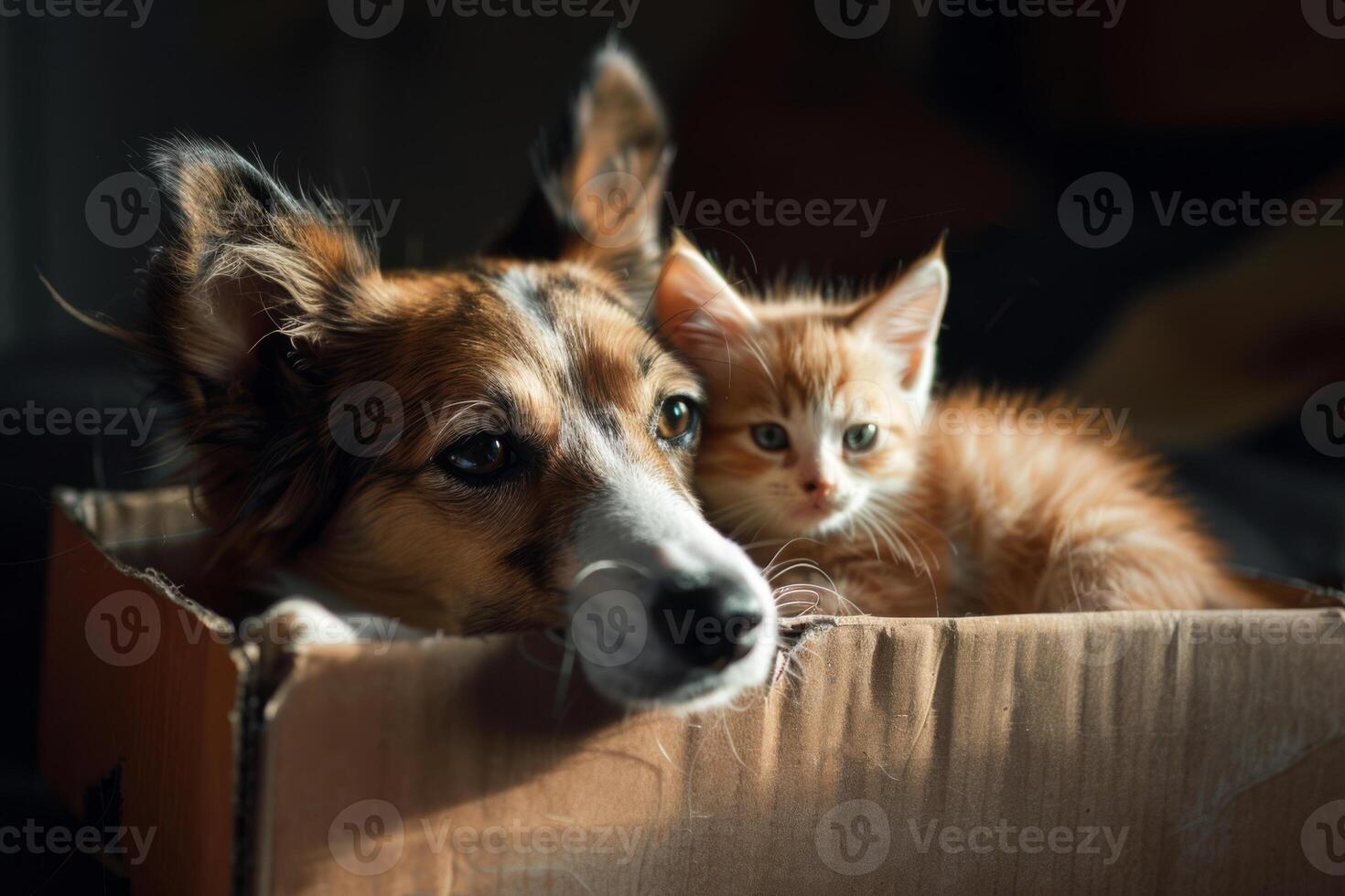 Adorable Dog and Kitten Peeking from a Cardboard Box Together photo