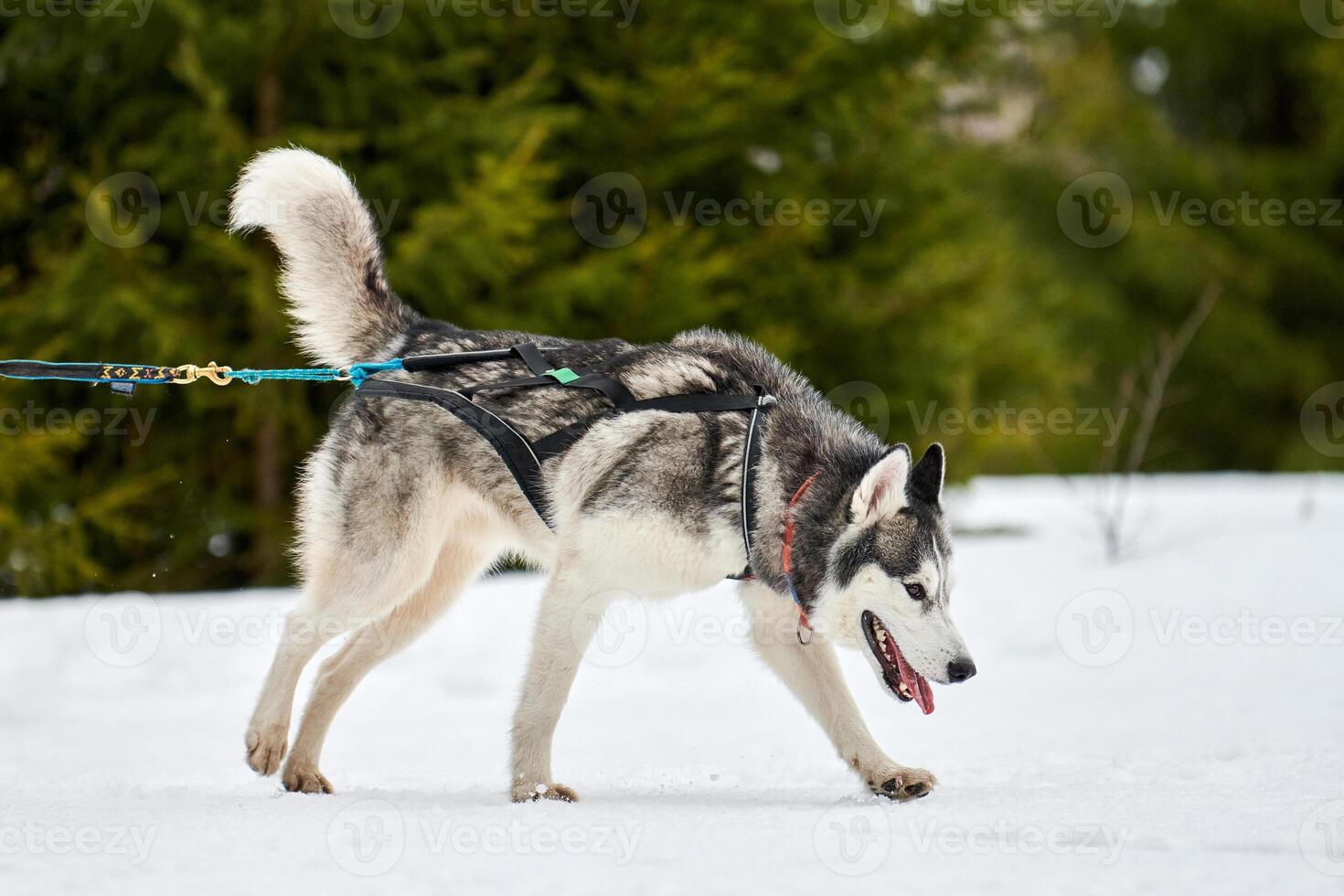 Running Husky dog on sled dog racing photo