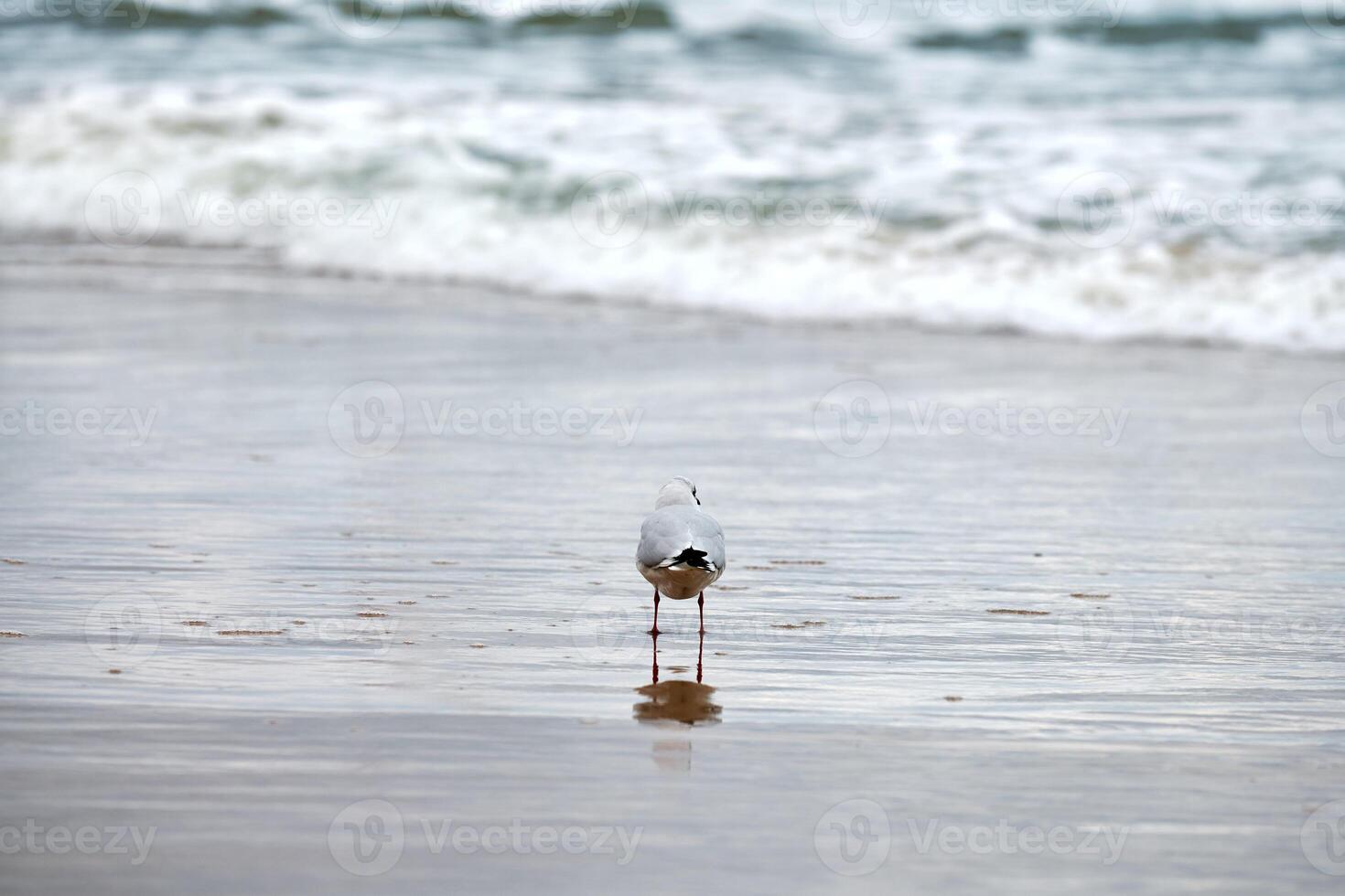 Black-headed seagull at beach, sea and sand background photo