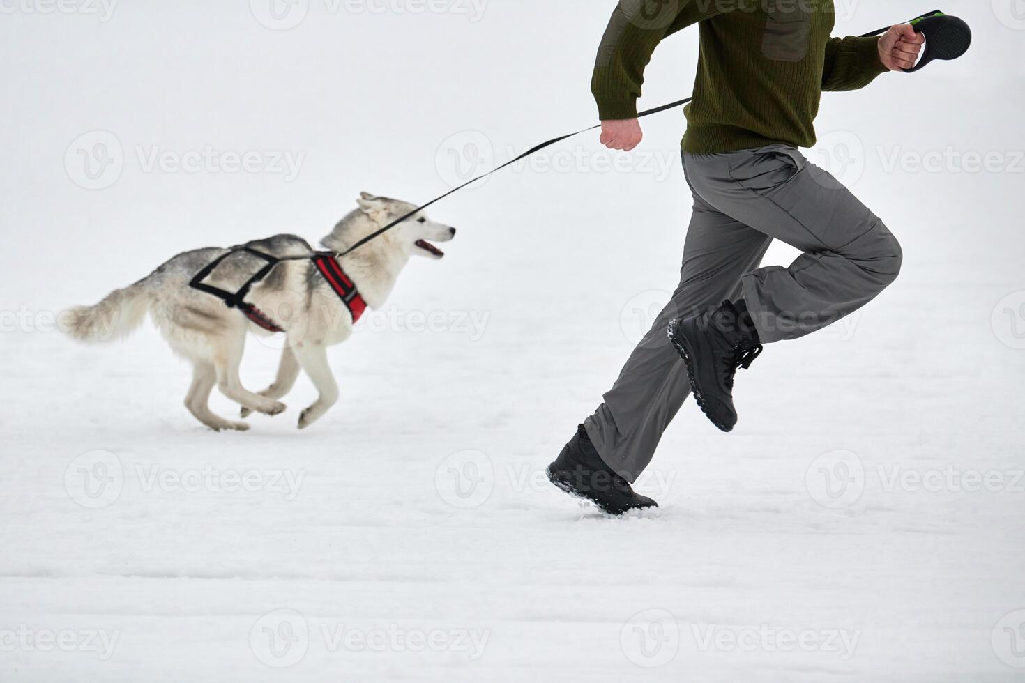 Running Husky dog on sled dog racing photo