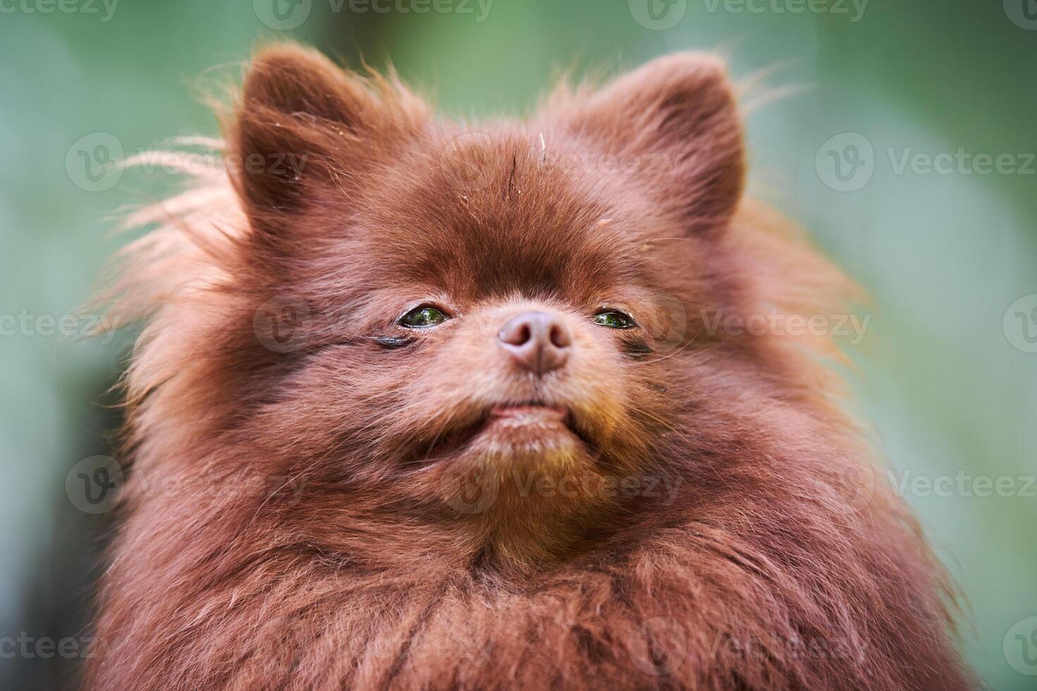 Pomeranian Spitz dog in garden, close up face portrait photo