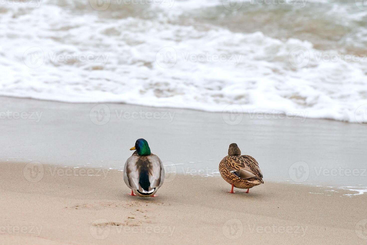 Two mallard ducks walking near sea water, breakup concept photo