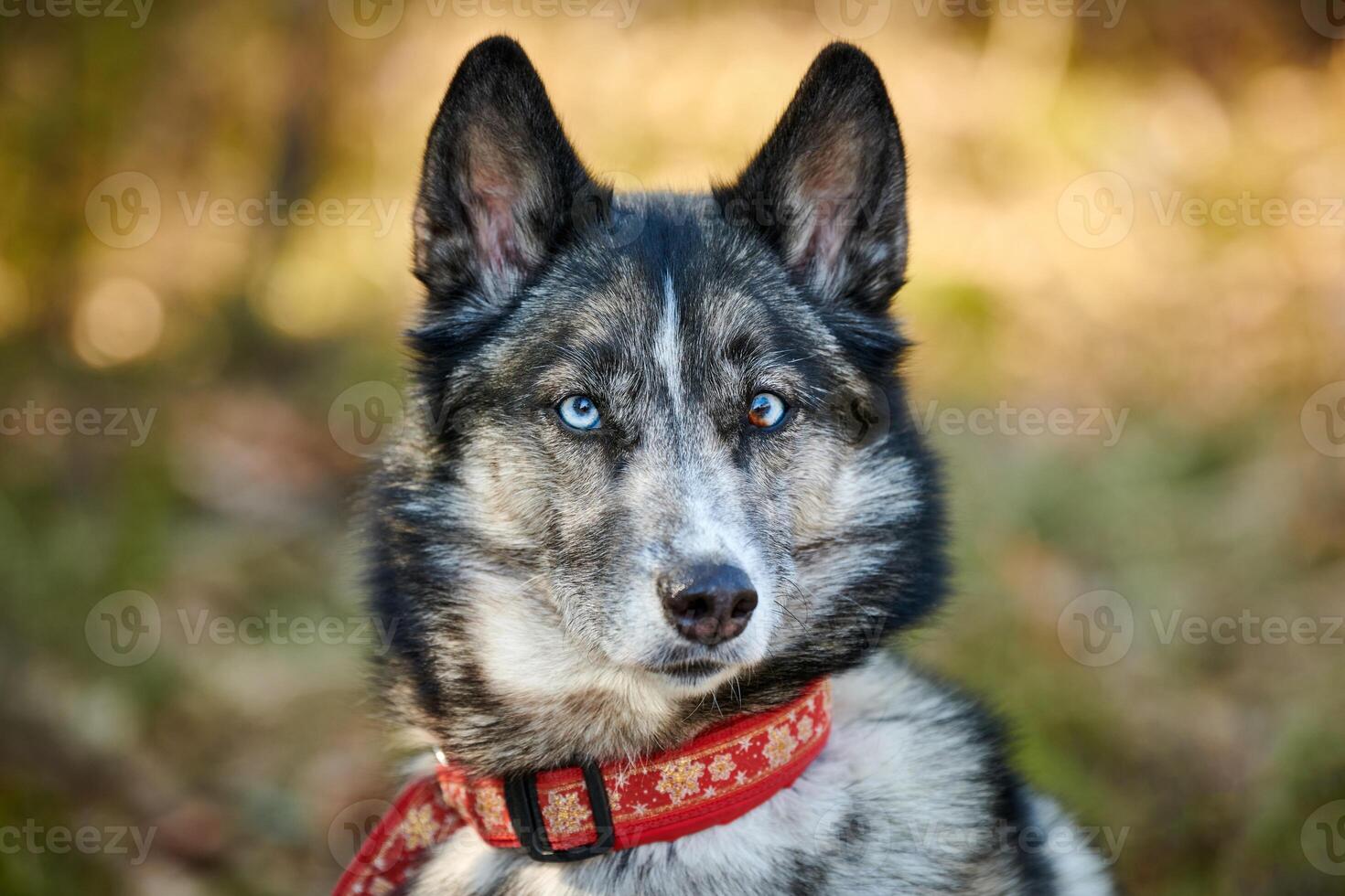 Siberian Husky dog portrait with blue eyes and gray coat color, cute sled dog breed photo