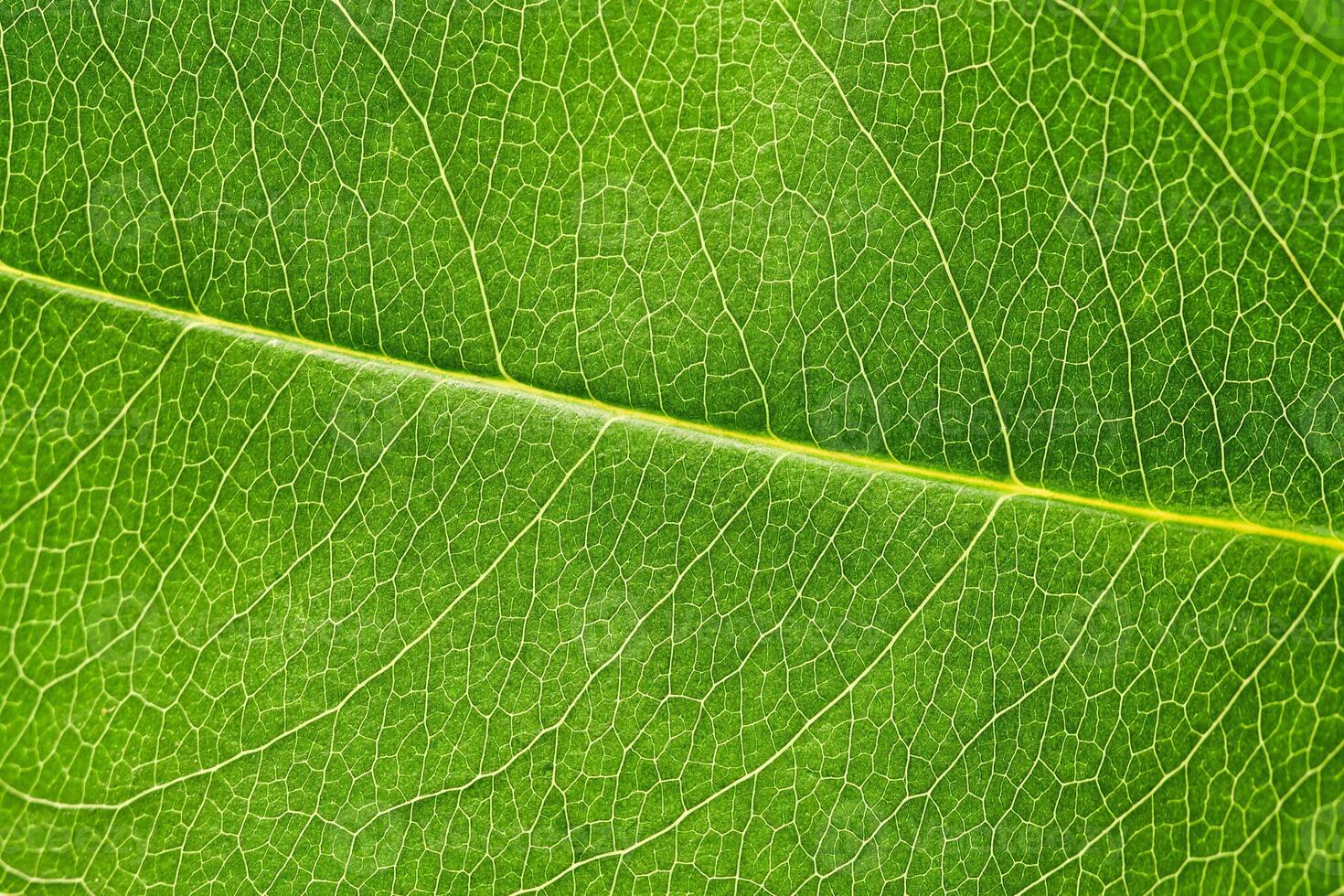 Macro green leaf texture with beautiful relief facture of plant, close up macro photo of pure nature