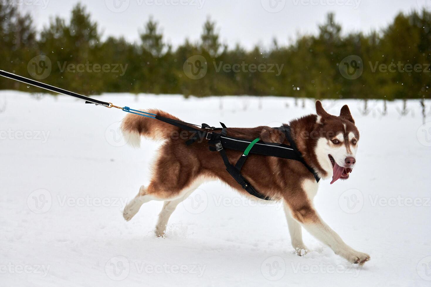 Running Husky dog on sled dog racing photo