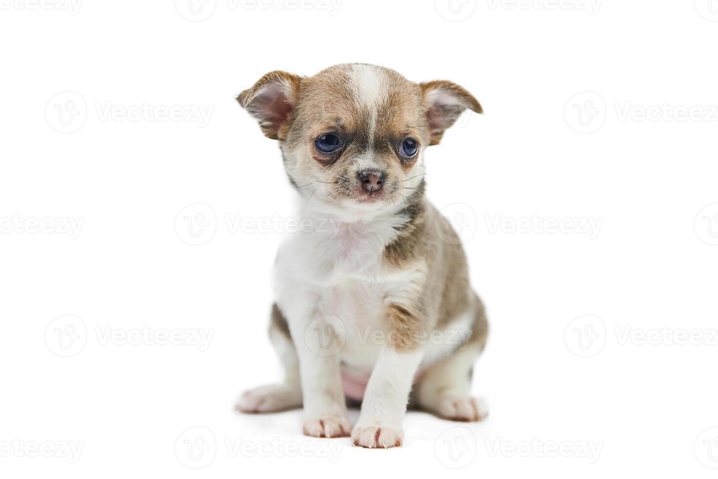 Chihuahua puppies, isolated photo